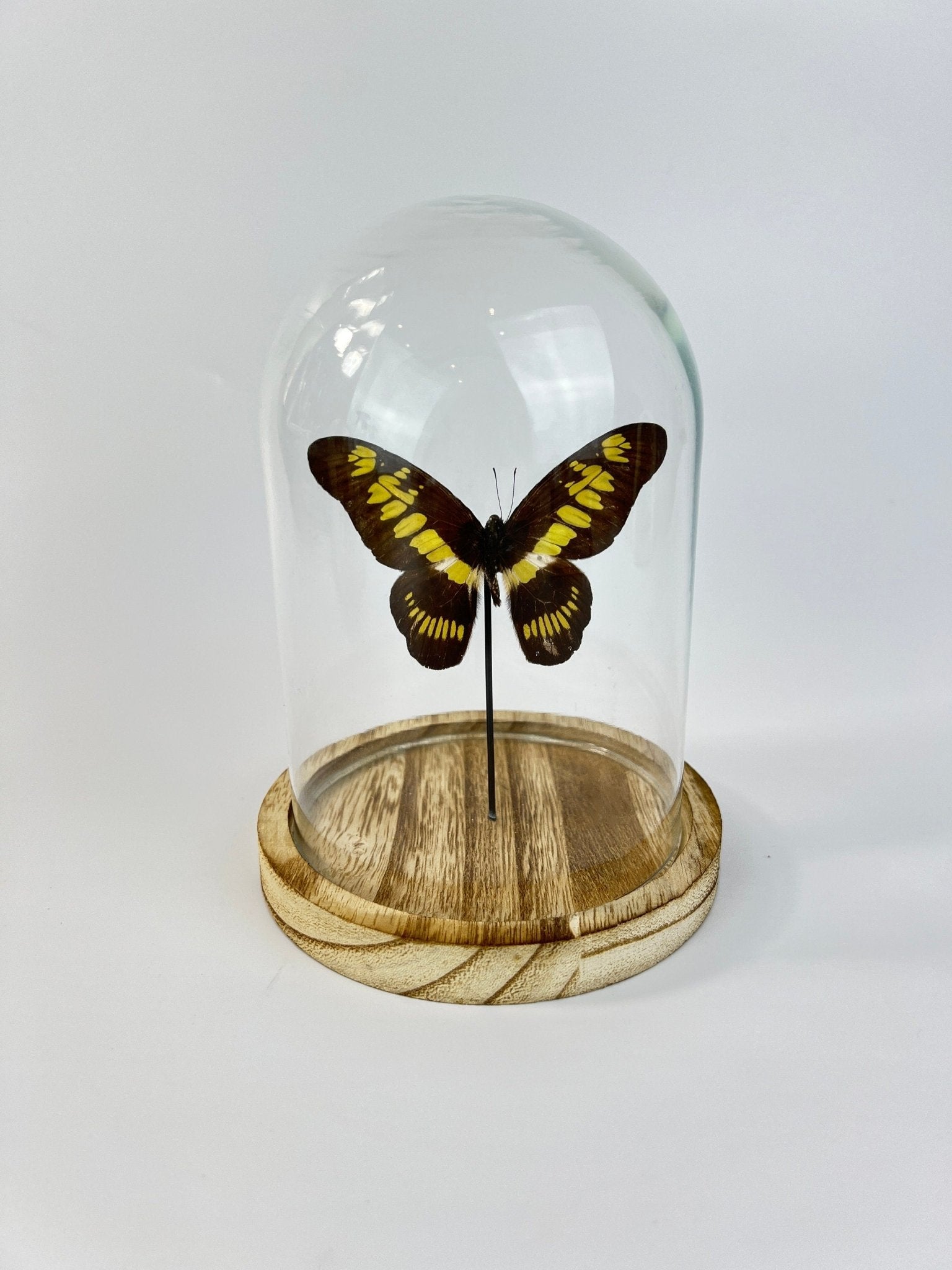 Graphium Latreillanus Theorini in einer Glasglocke von KEY LIME STORE
