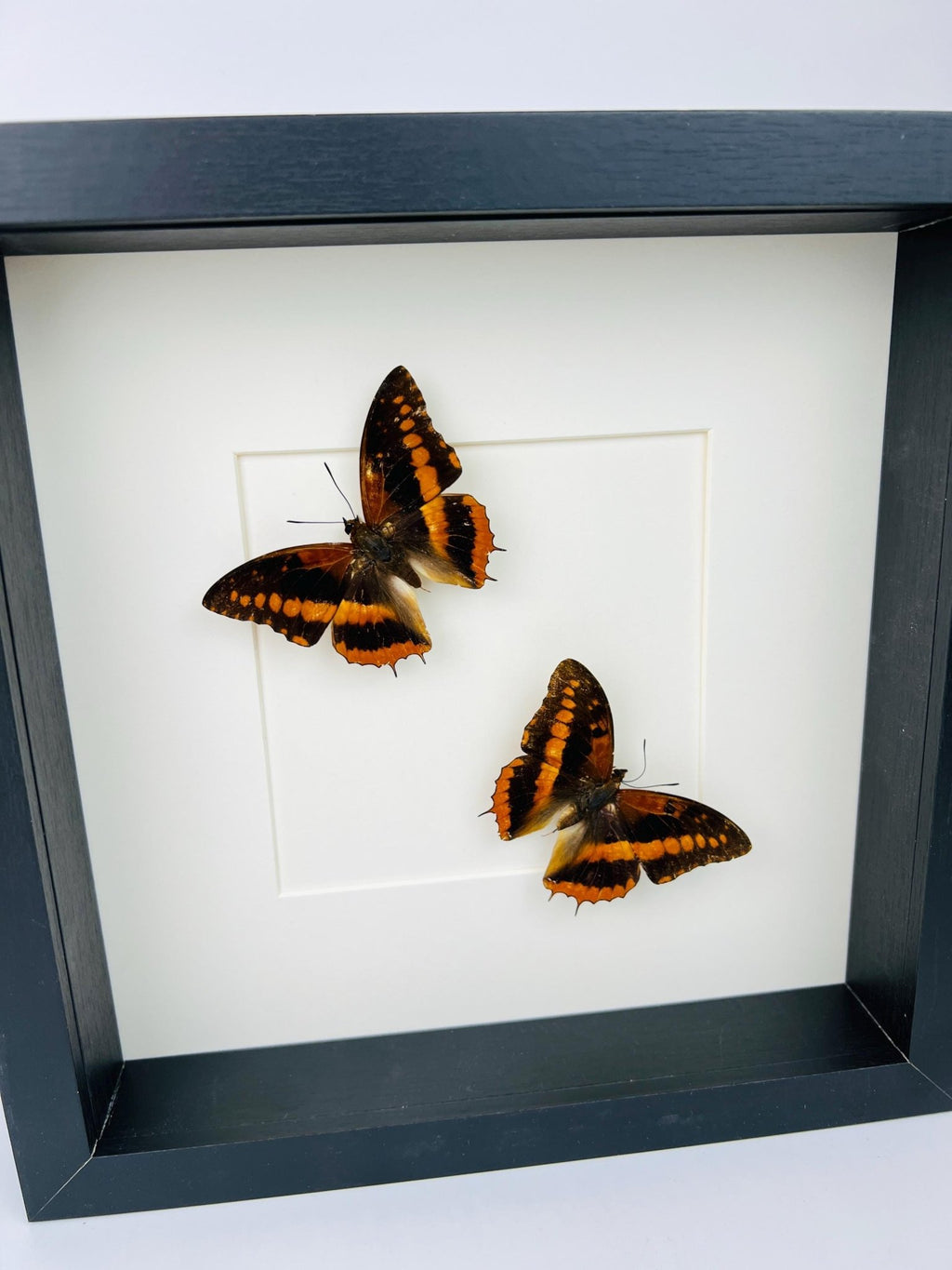 Charaxes Lucretia in einem Rahmen von KEY LIME STORE