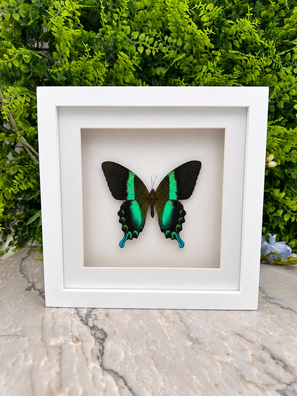 Opgezette vlinder in lijst Papilio Blumei