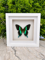 Opgezette vlinder in lijst Papilio Blumei