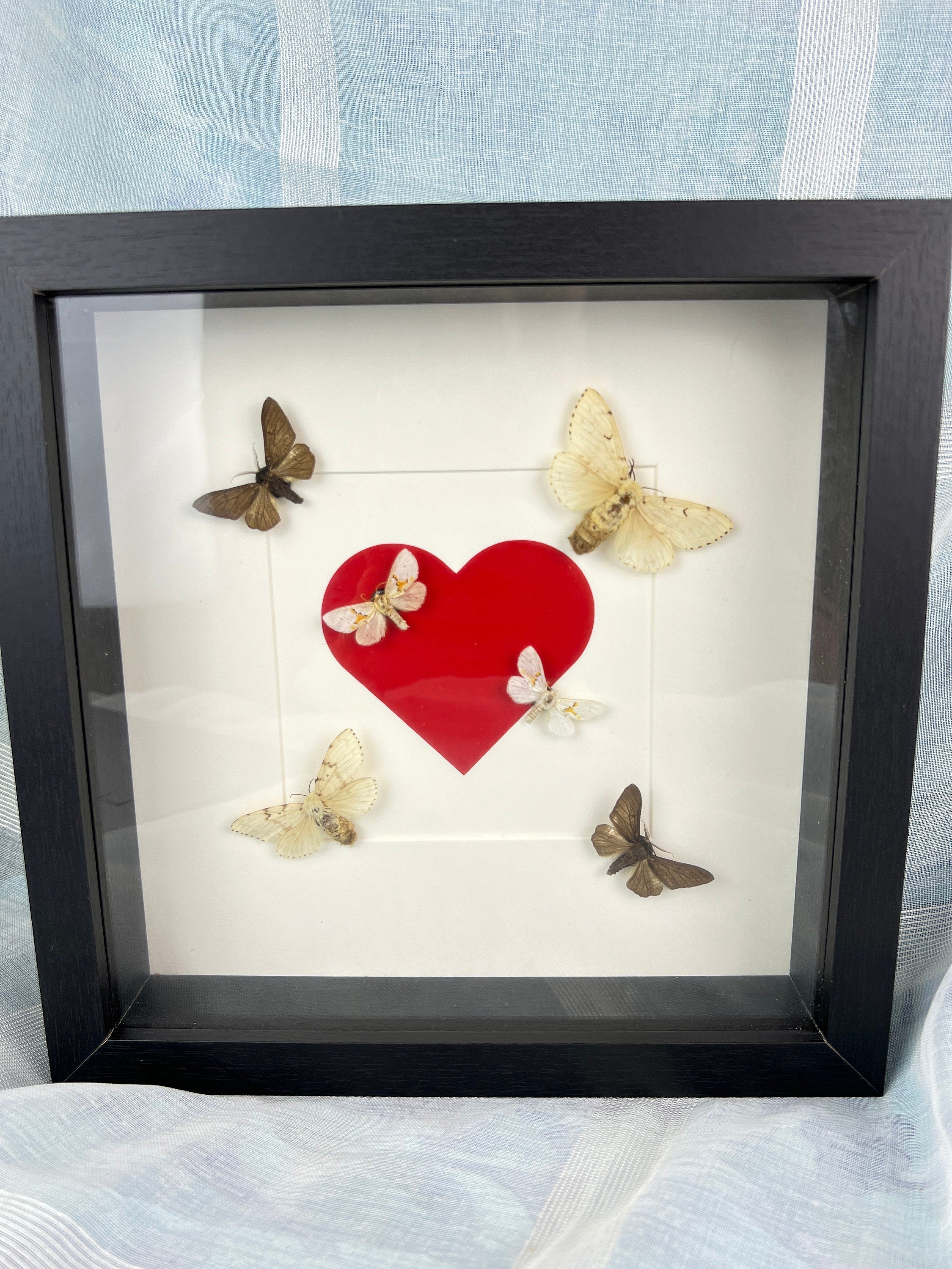 Sechs Motten in einem Rahmen