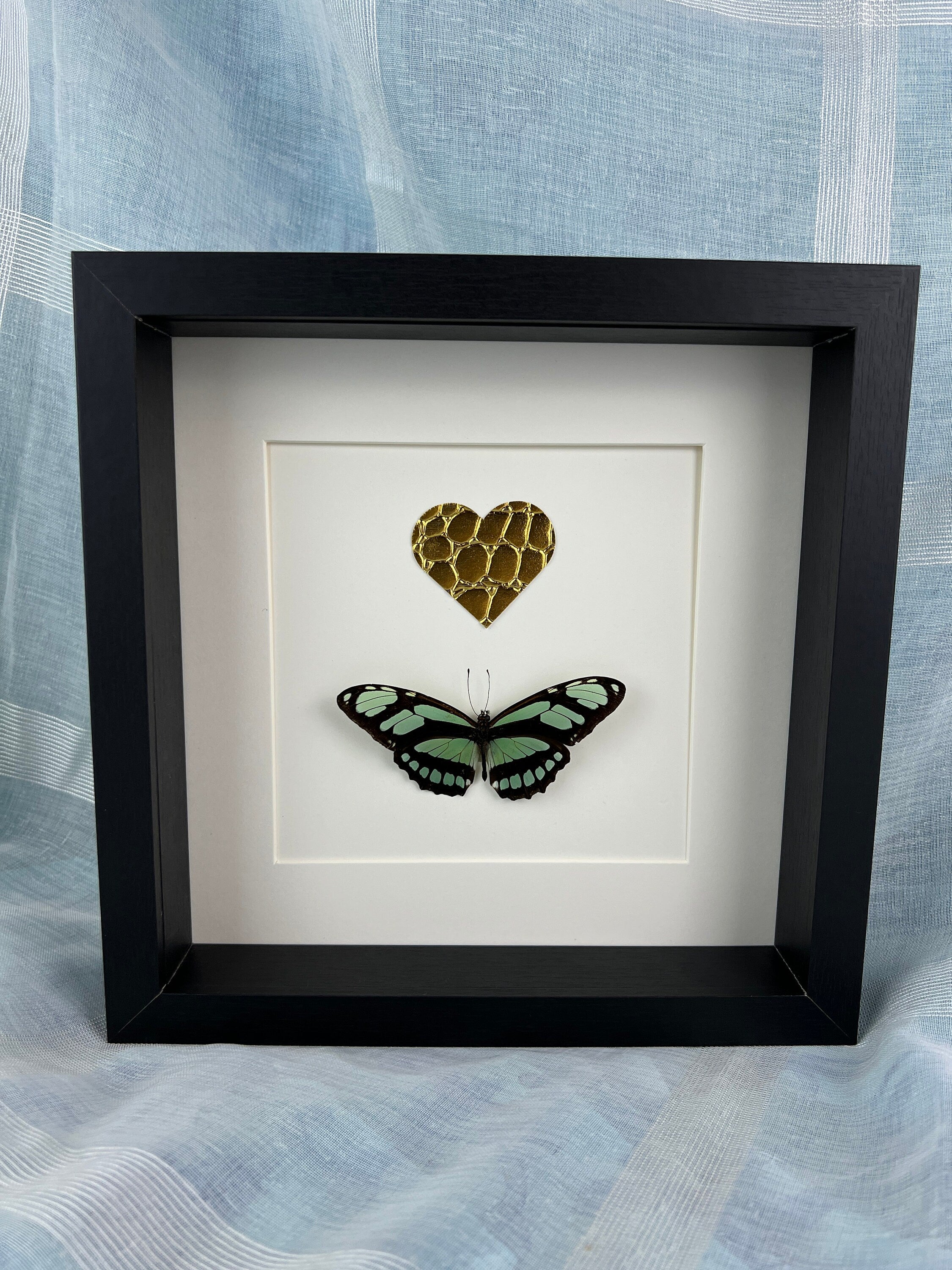 Philaethria Dido und goldenes Lederherz in einem Rahmen