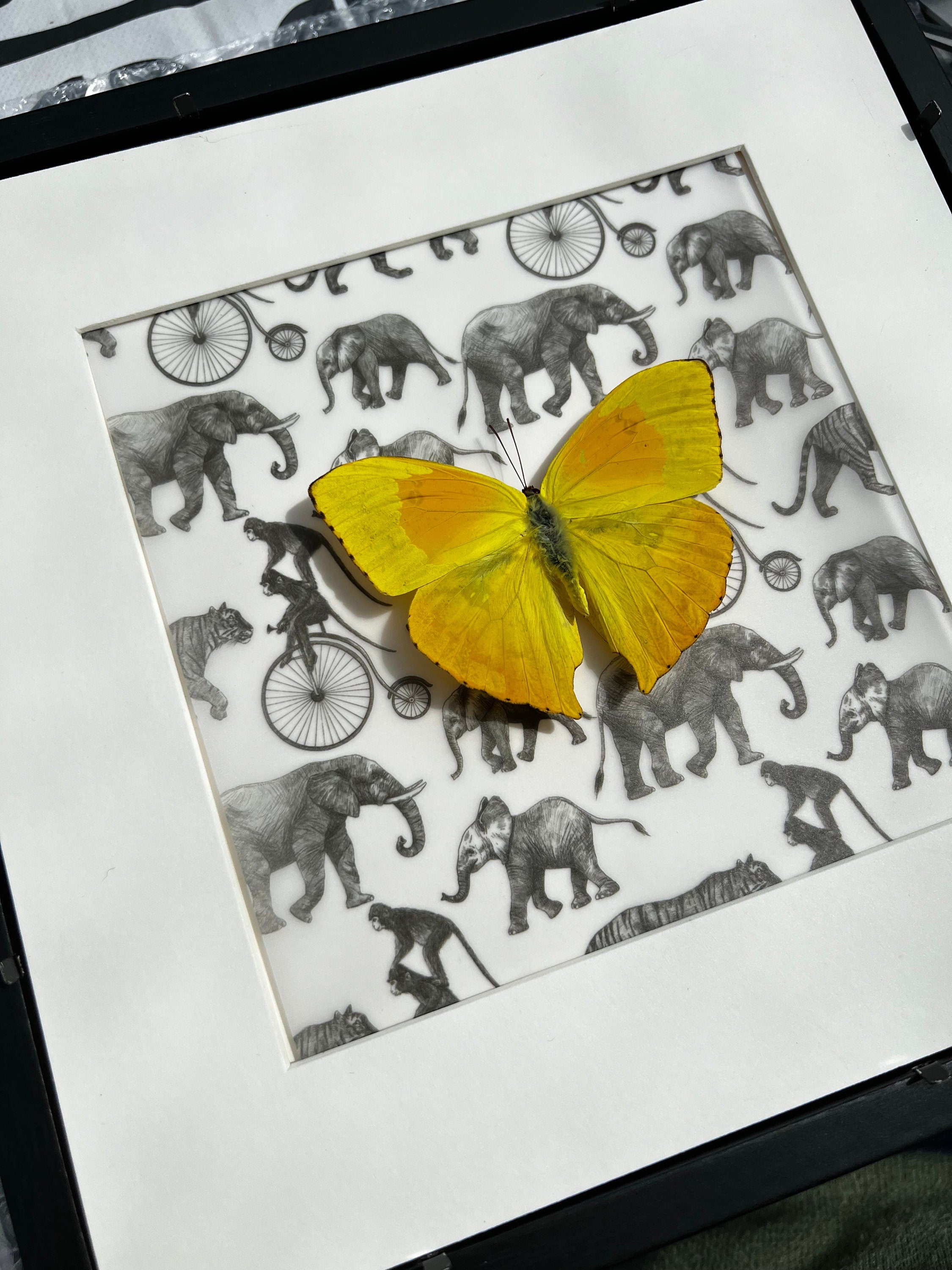 Phoebis Philea op print in lijst