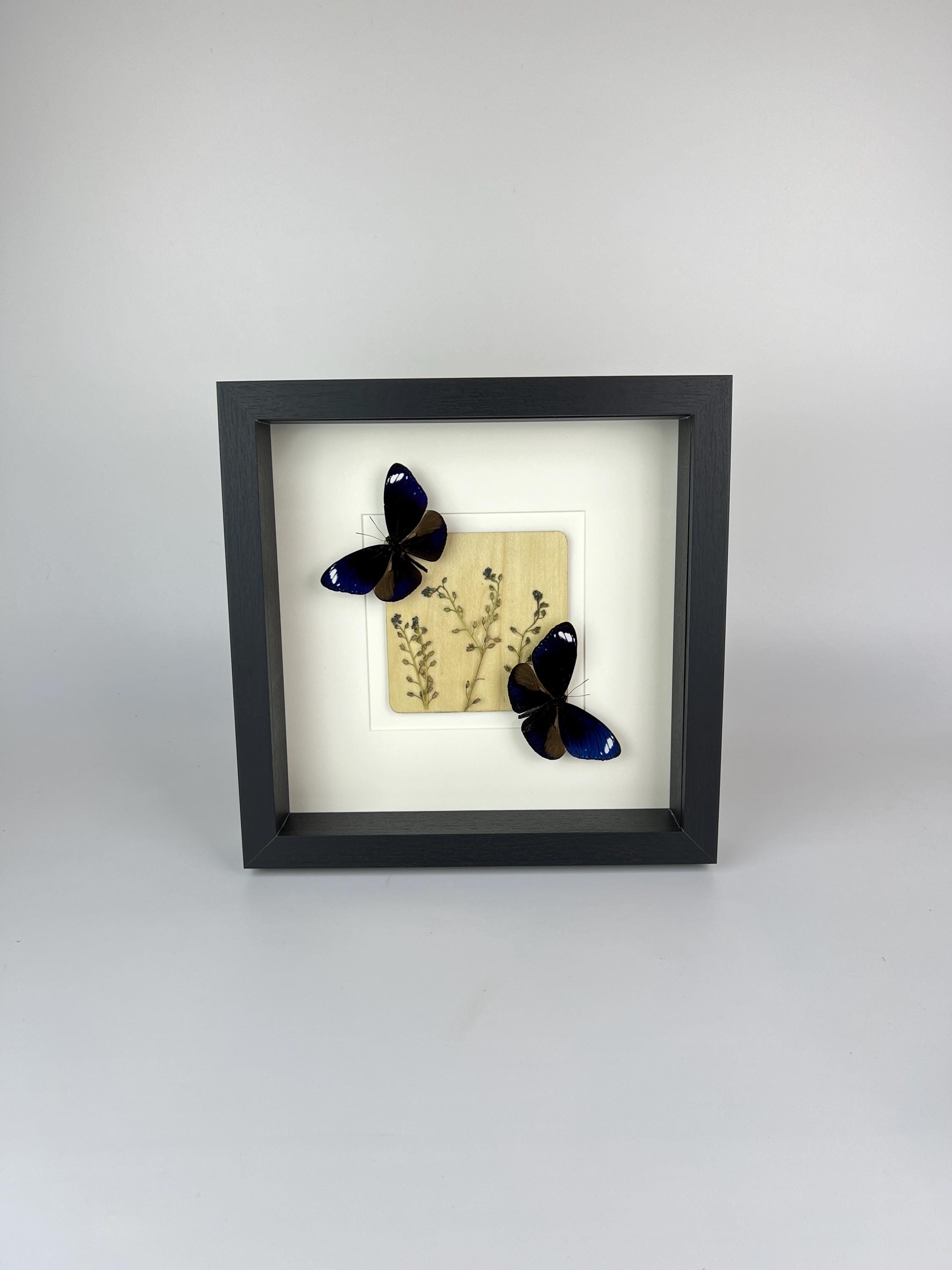 Euploea Mulciber mit Trockenblumen im Rahmen