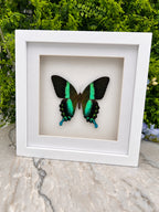 Opgezette vlinder in lijst Papilio Blumei