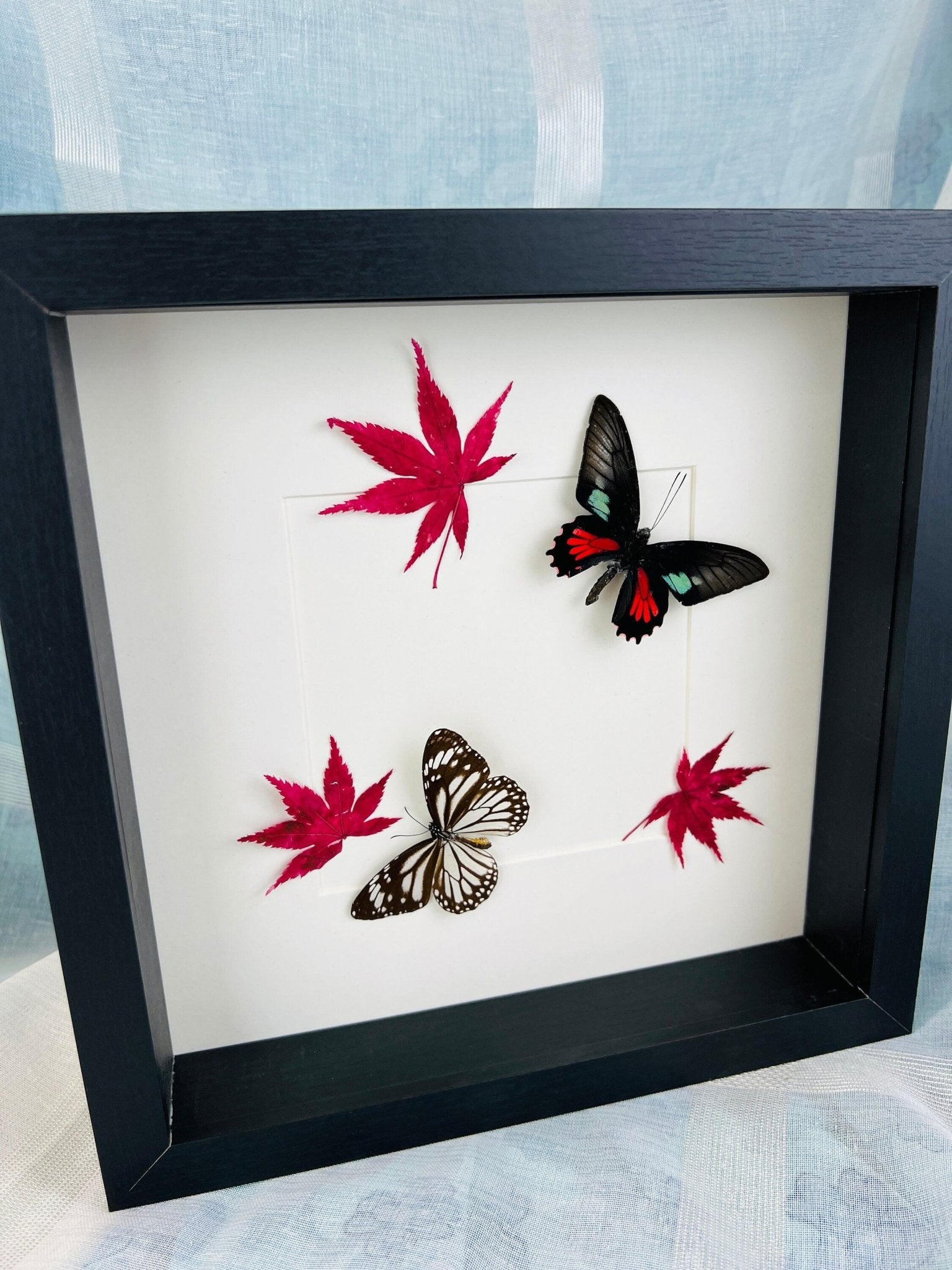 Parides, Aeneas und Danaus, Melanippus mit japanischem Ahorn in einem Rahmen von KEY LIME STORE