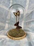 Charaxes Lucretius und Polyura Athama in einer Glasglocke von KEY LIME STORE