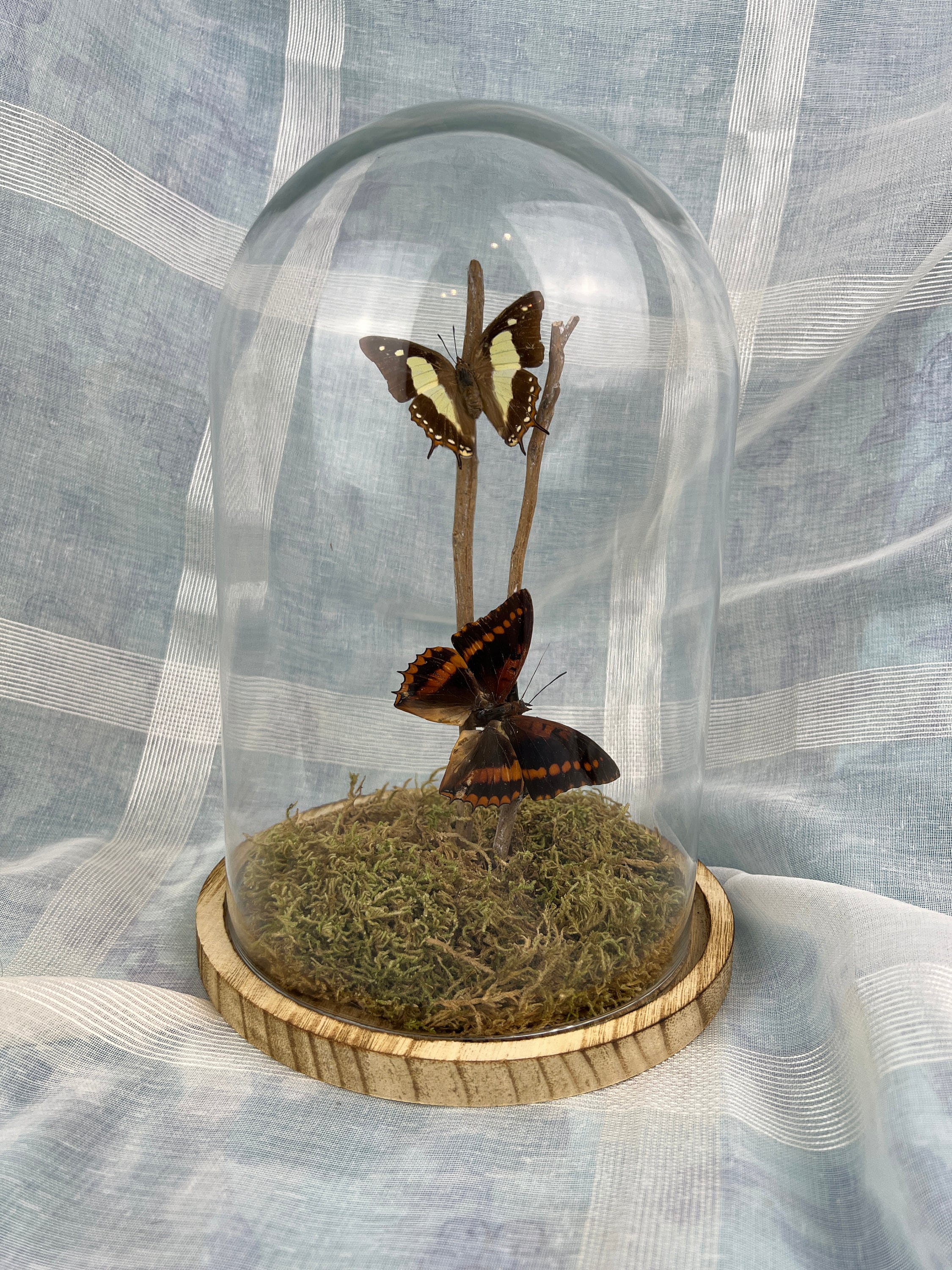 Charaxes Lucretius en Polyura Athama in stolp