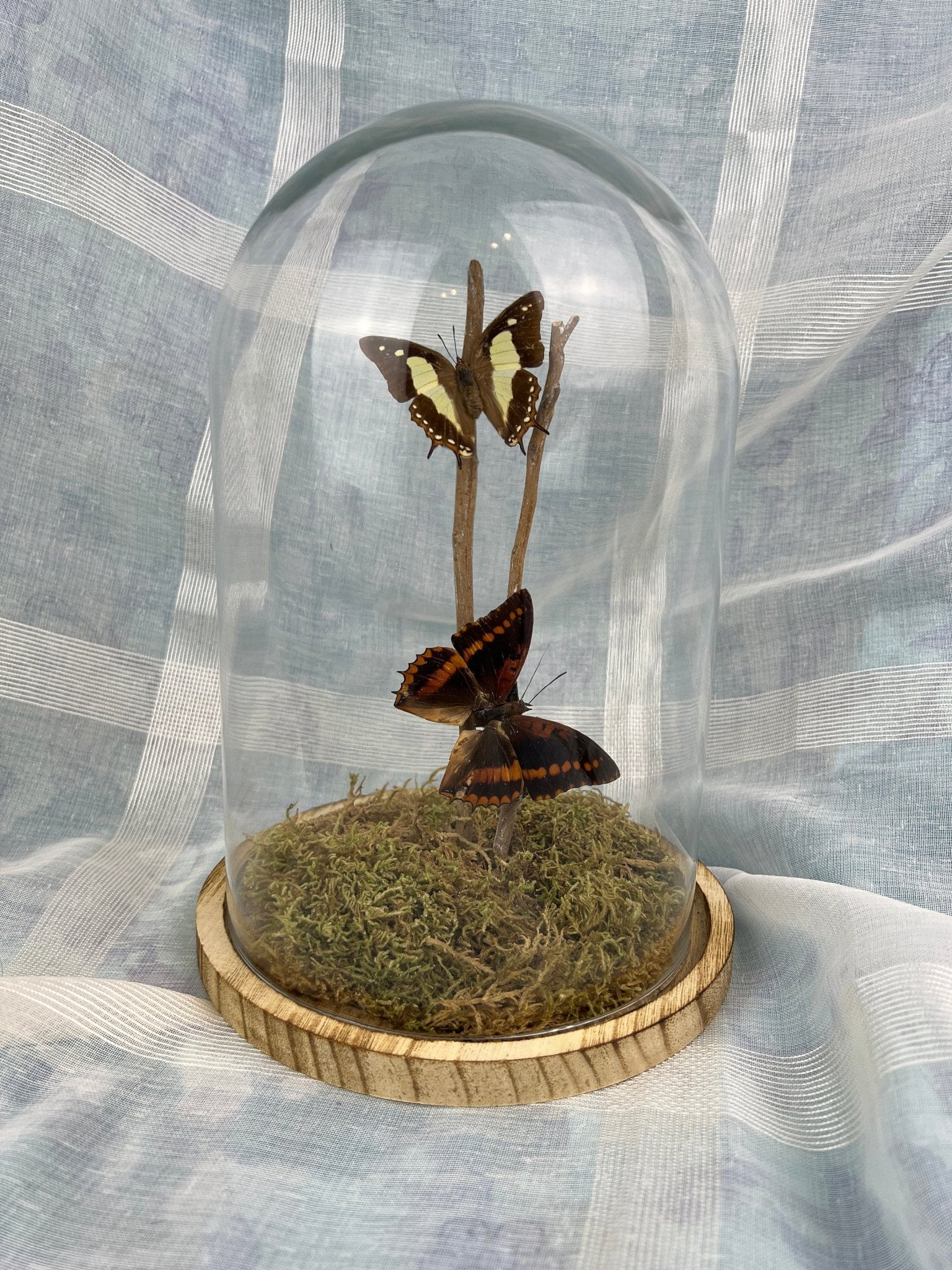Charaxes Lucretius und Polyura Athama in einer Glasglocke von KEY LIME STORE
