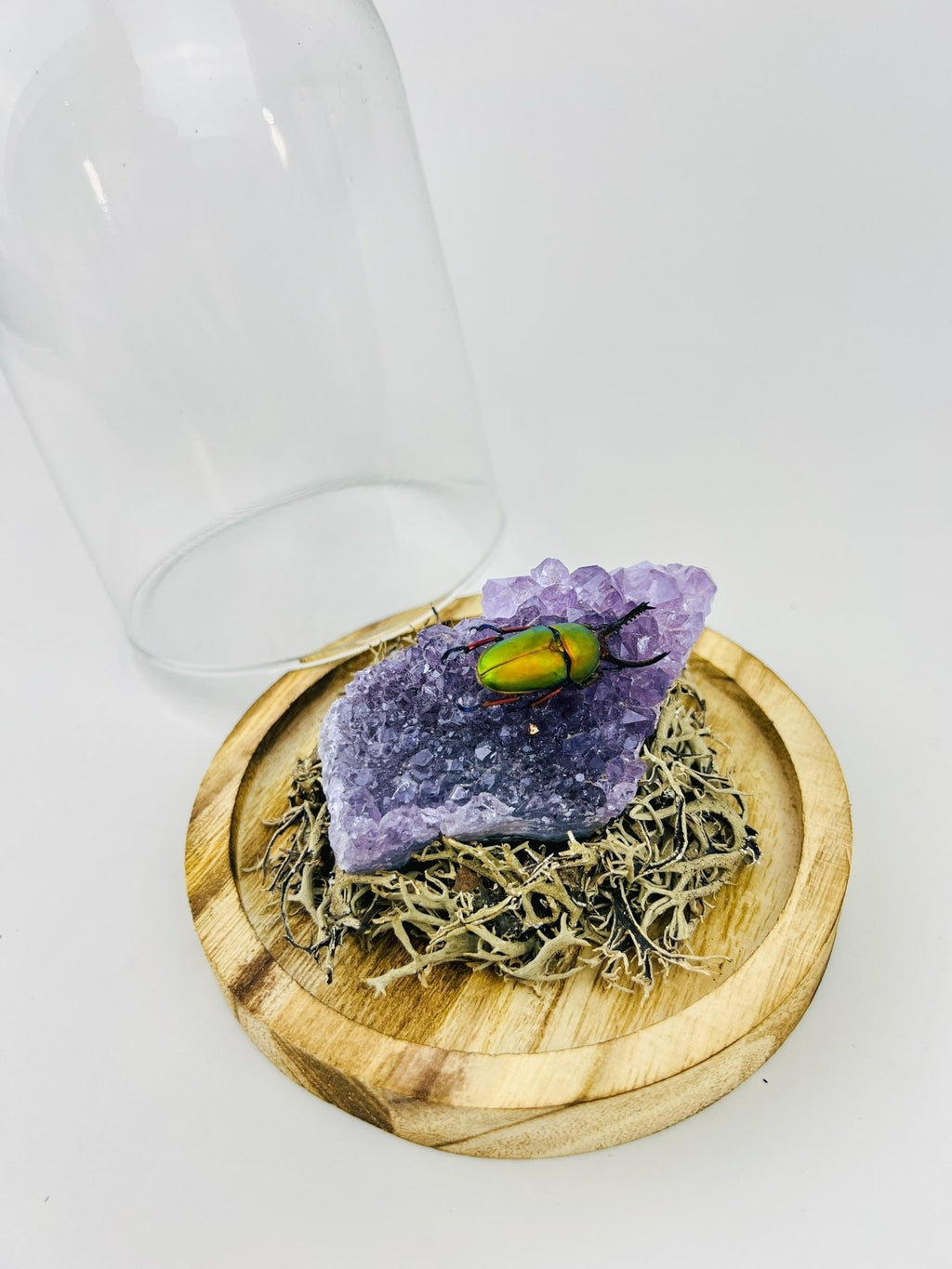 Schillernder Käfer auf einem Amethyst unter einer Glasglocke von KEY LIME STORE