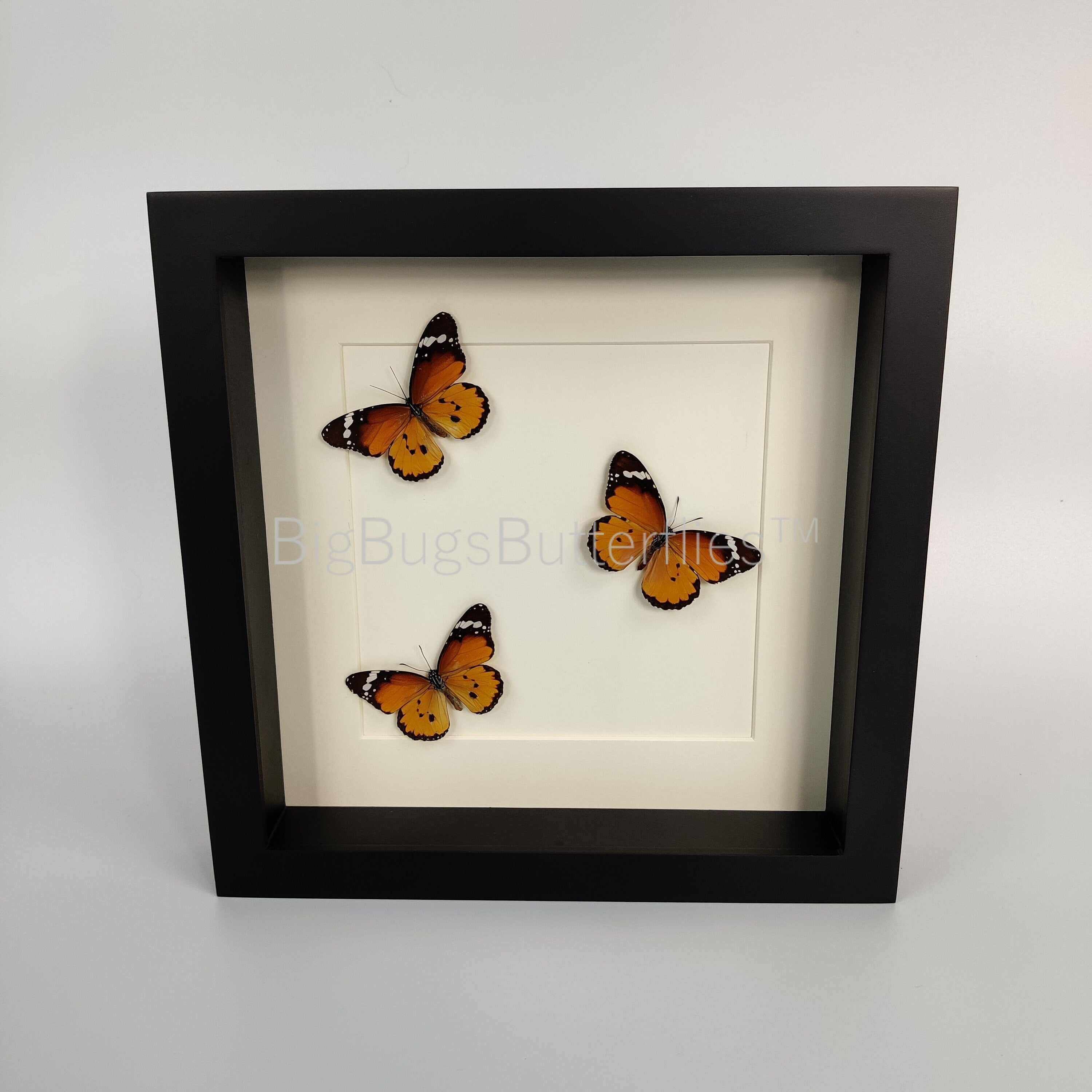 Danaus Chrysippus in einem Rahmen