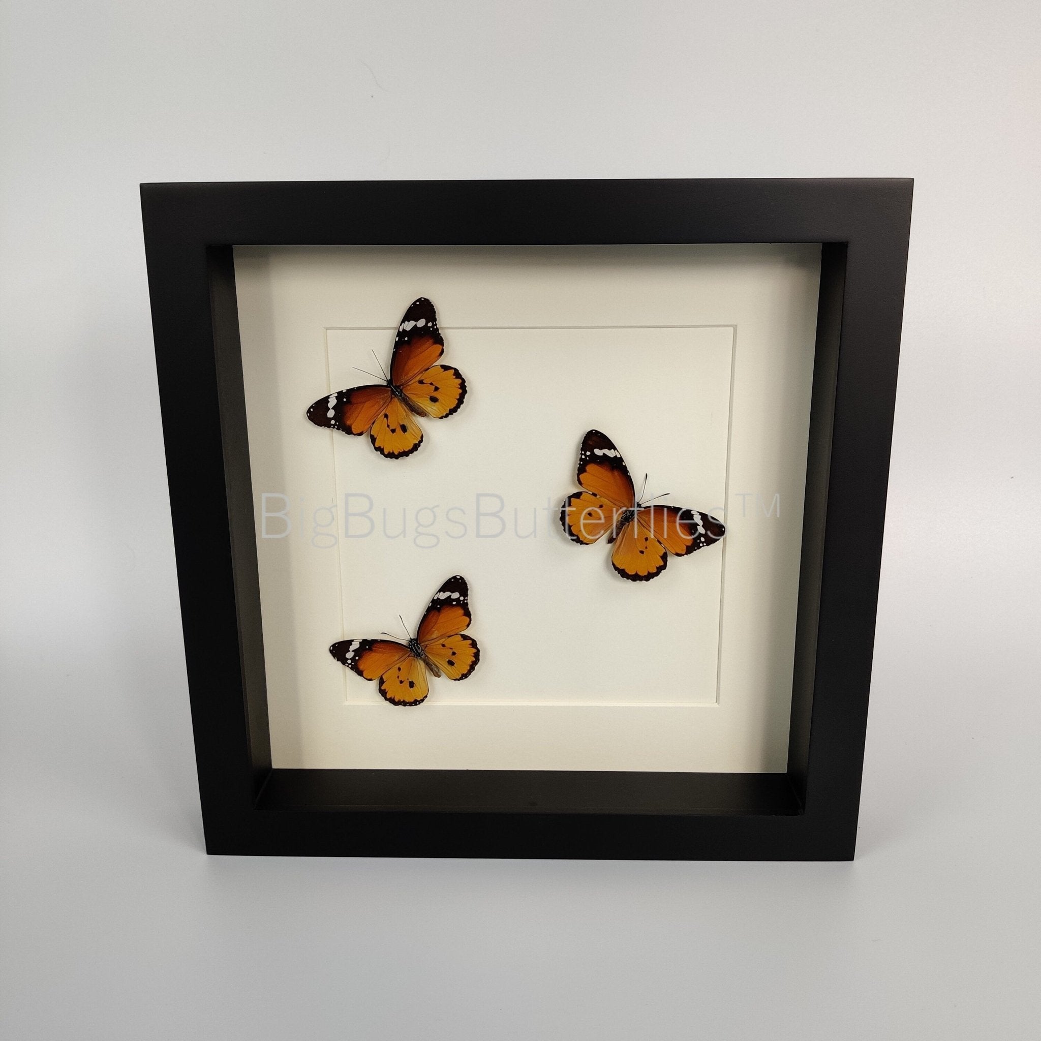 Danaus Chrysippus in einem Rahmen von KEY LIME STORE