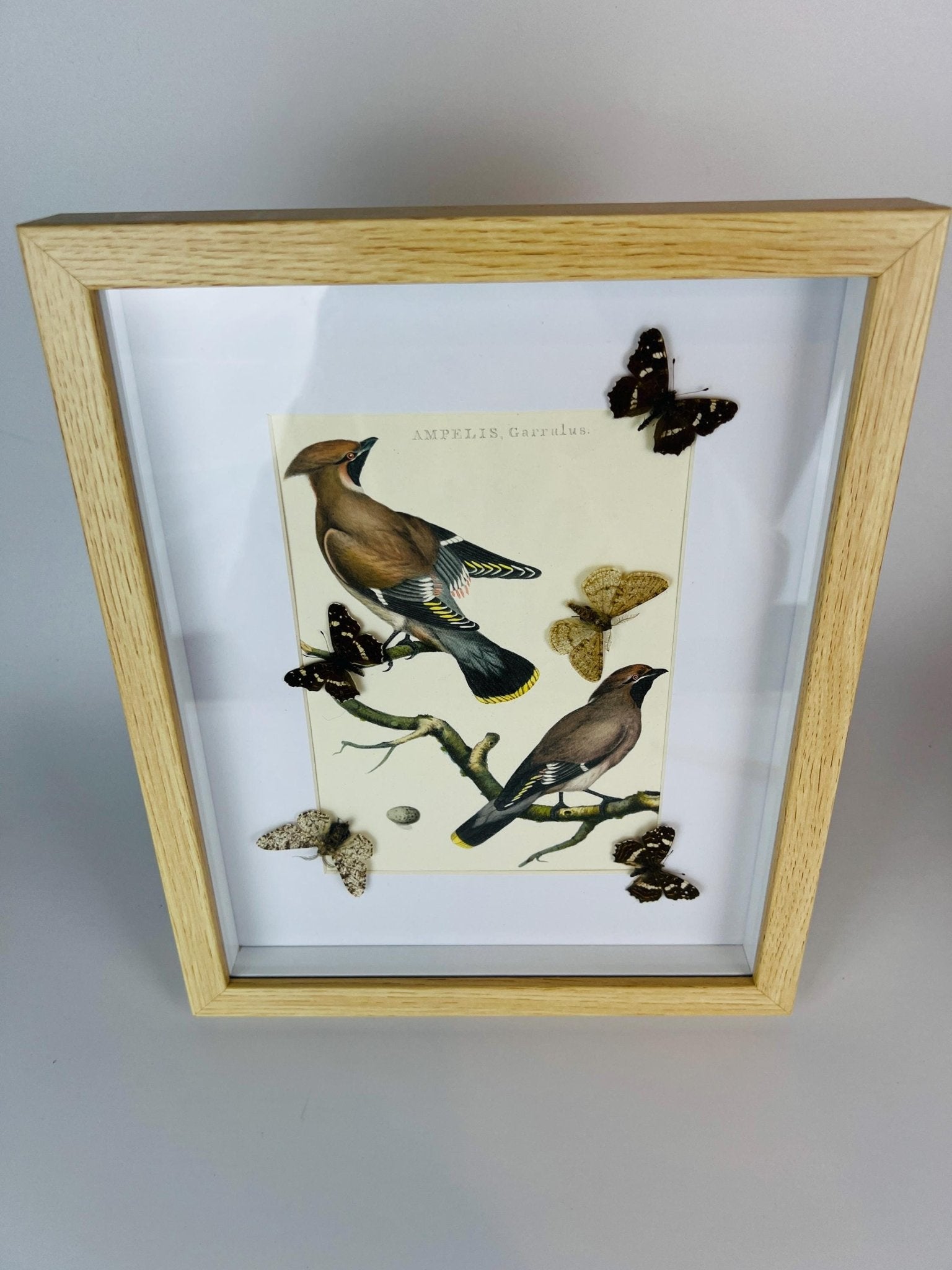 Vlinders op vintage botanische print in lijst by KEY LIME STORE