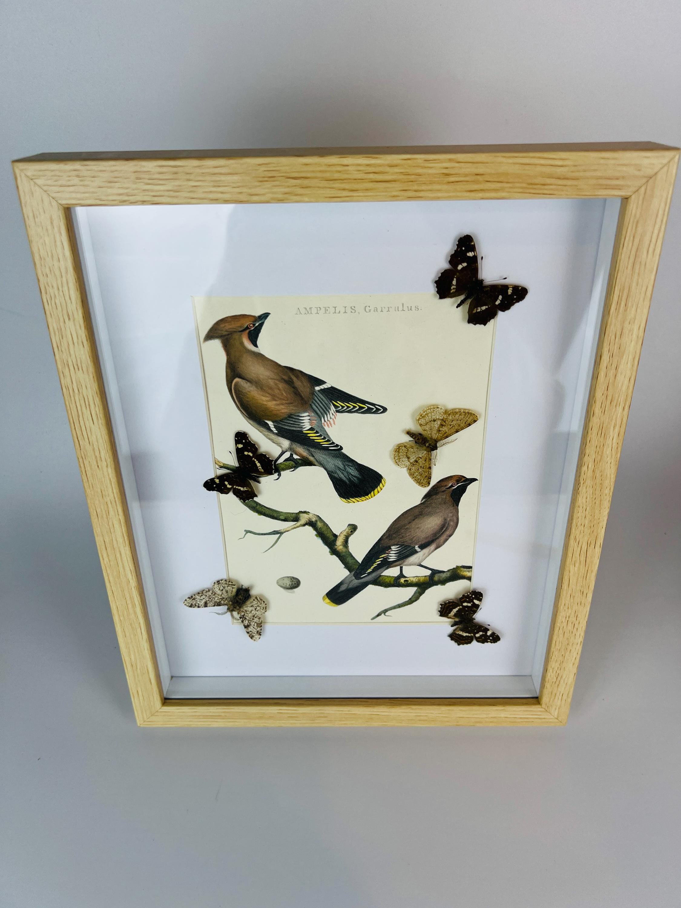 Schmetterlinge auf einem Vintage-Botanikdruck in einem Rahmen