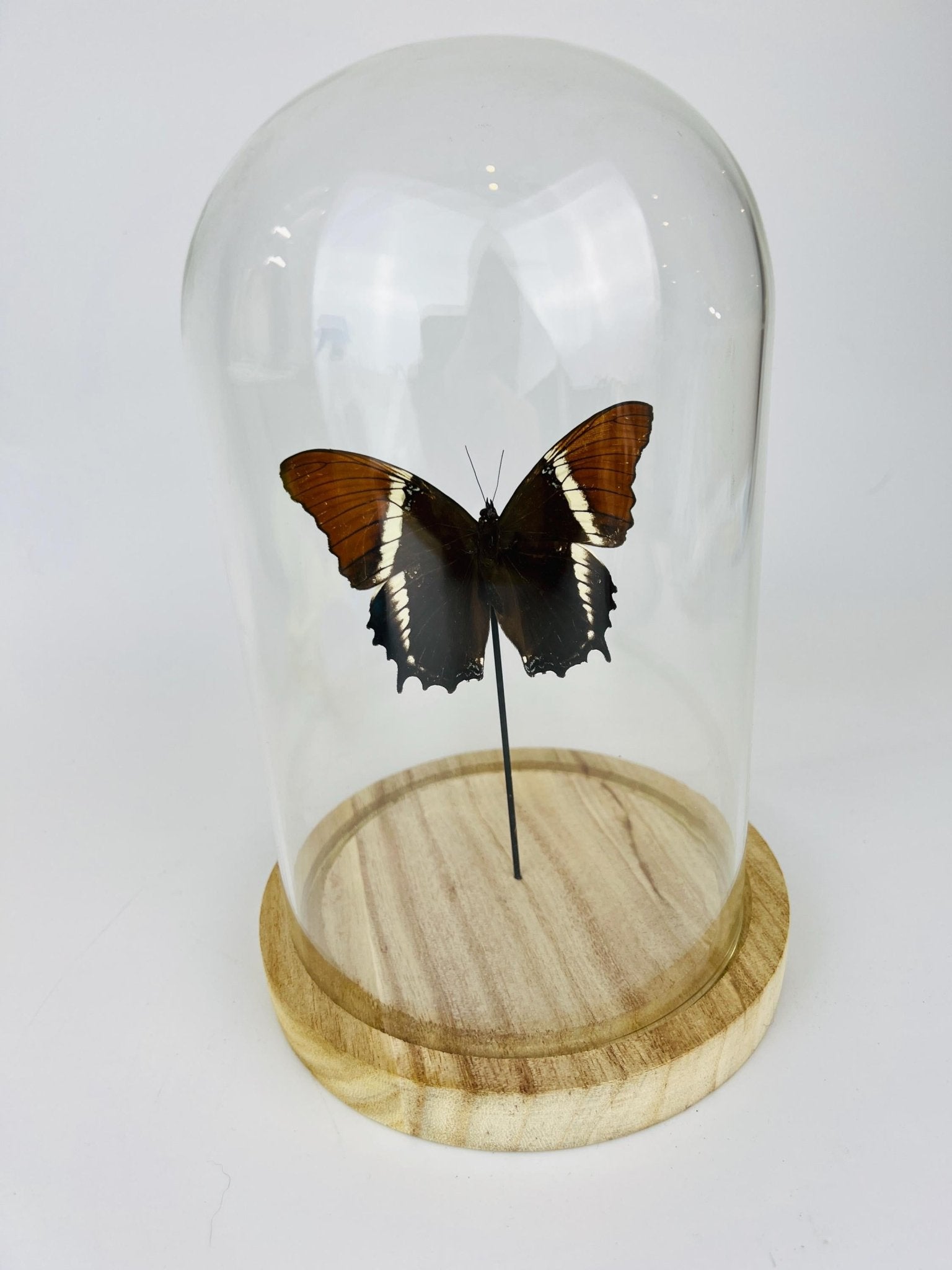 Siproeta Epaphus in stolp by KEY LIME STORE