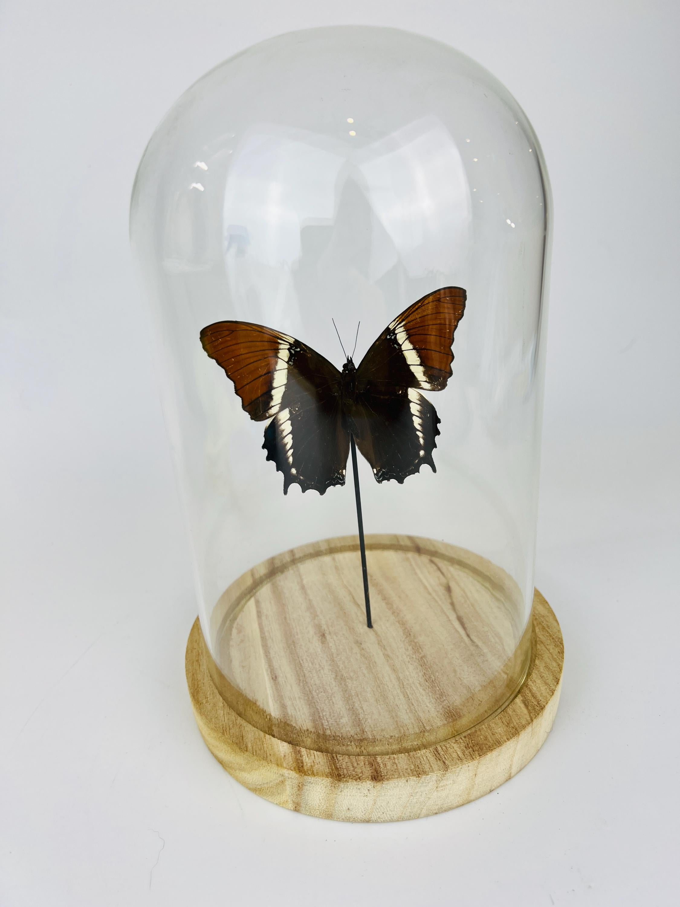 Siproeta Epaphus in stolp