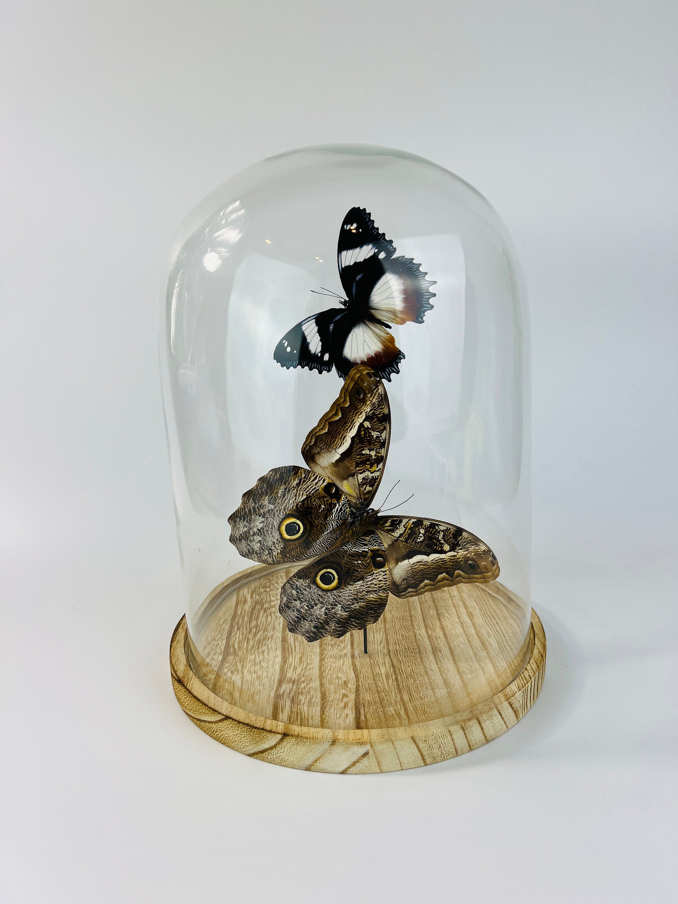 Hypolimnas Dexithea en Caligo in stolp