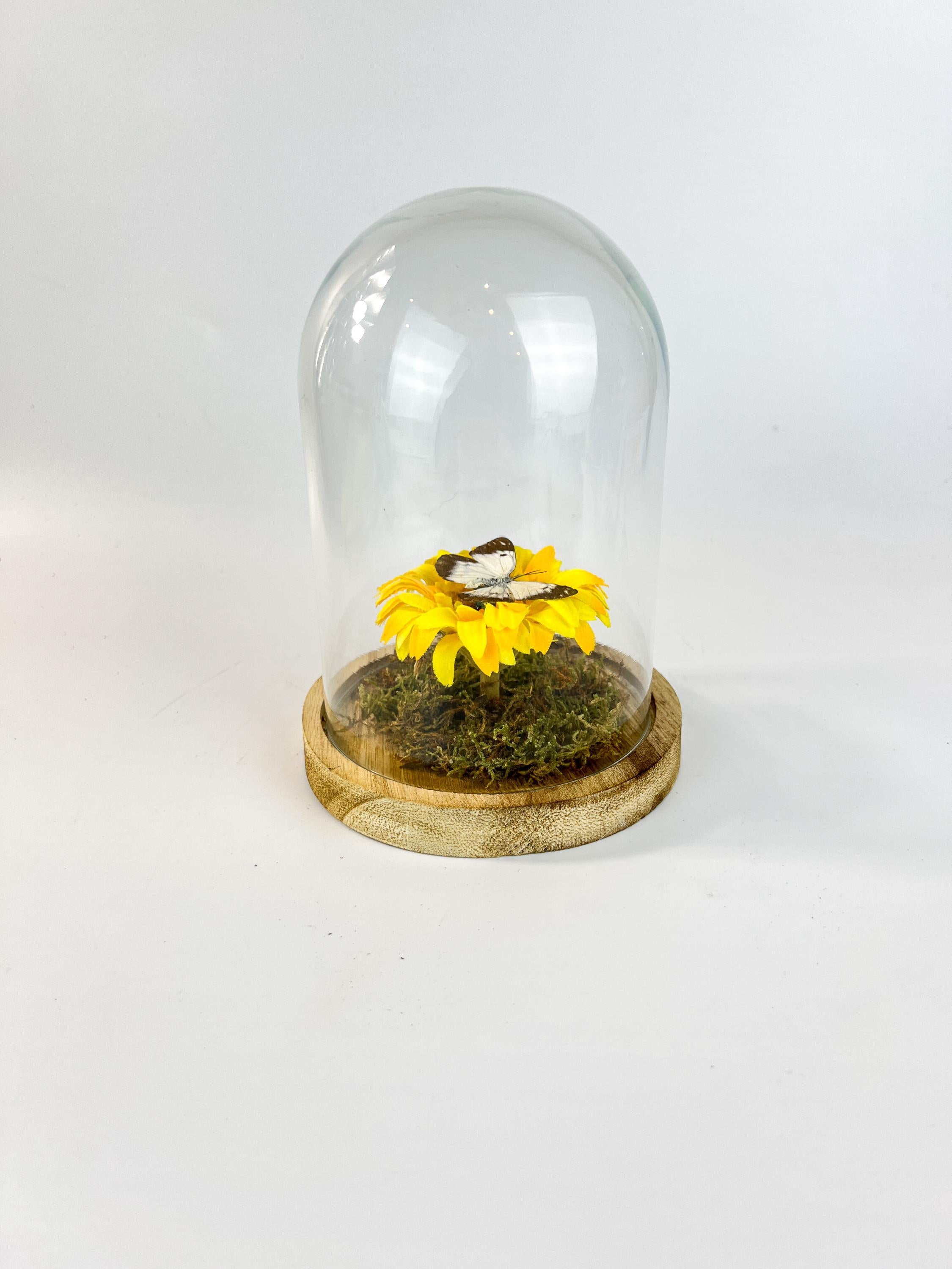 Belenois Java en stoffen bloem in stolp