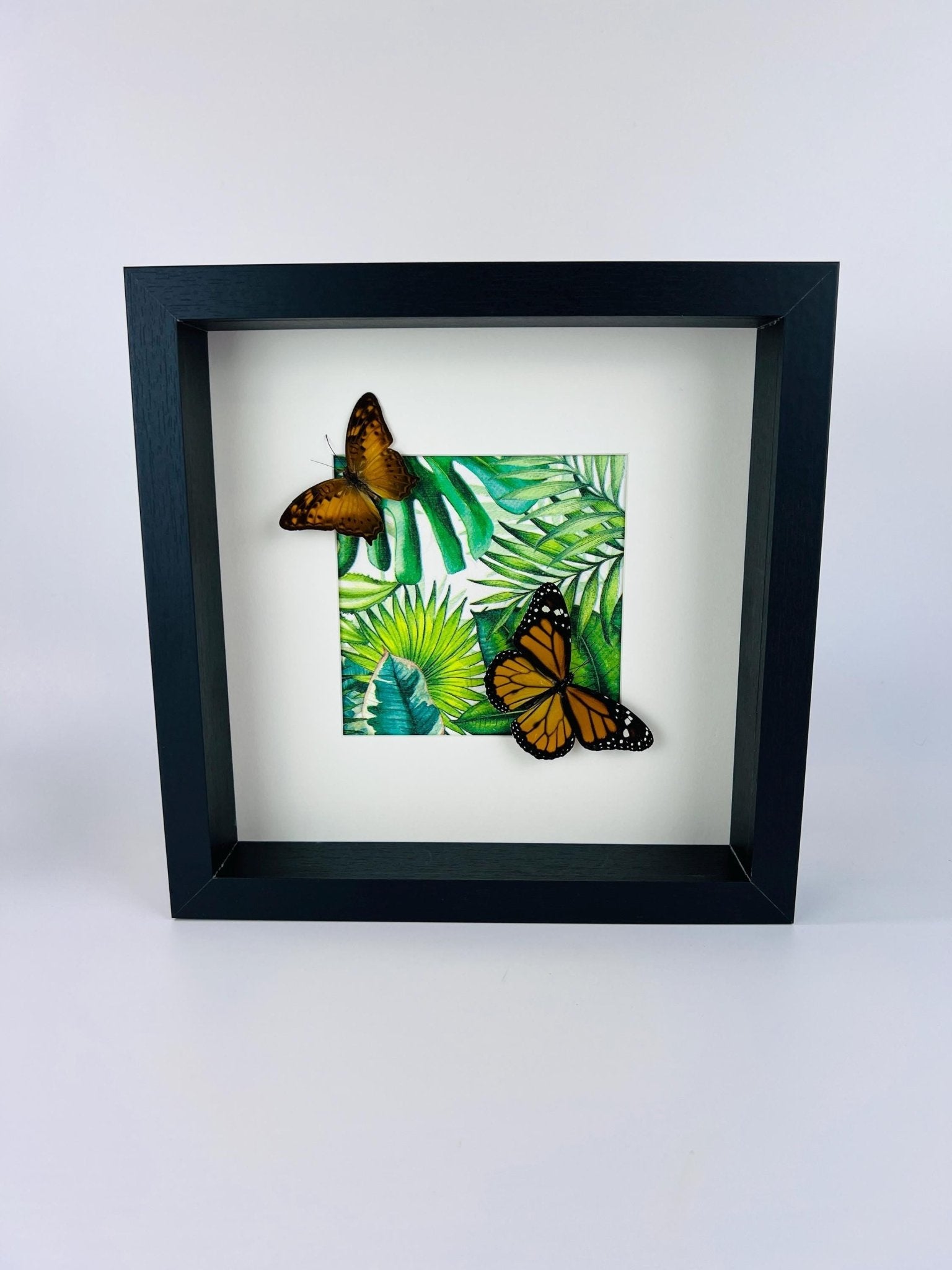 Vagrans Egista en Danaus Plexippus in lijst by KEY LIME STORE