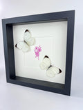 Ascia Bunaie auf violettem Blumenmuster, gerahmt von KEY LIME STORE