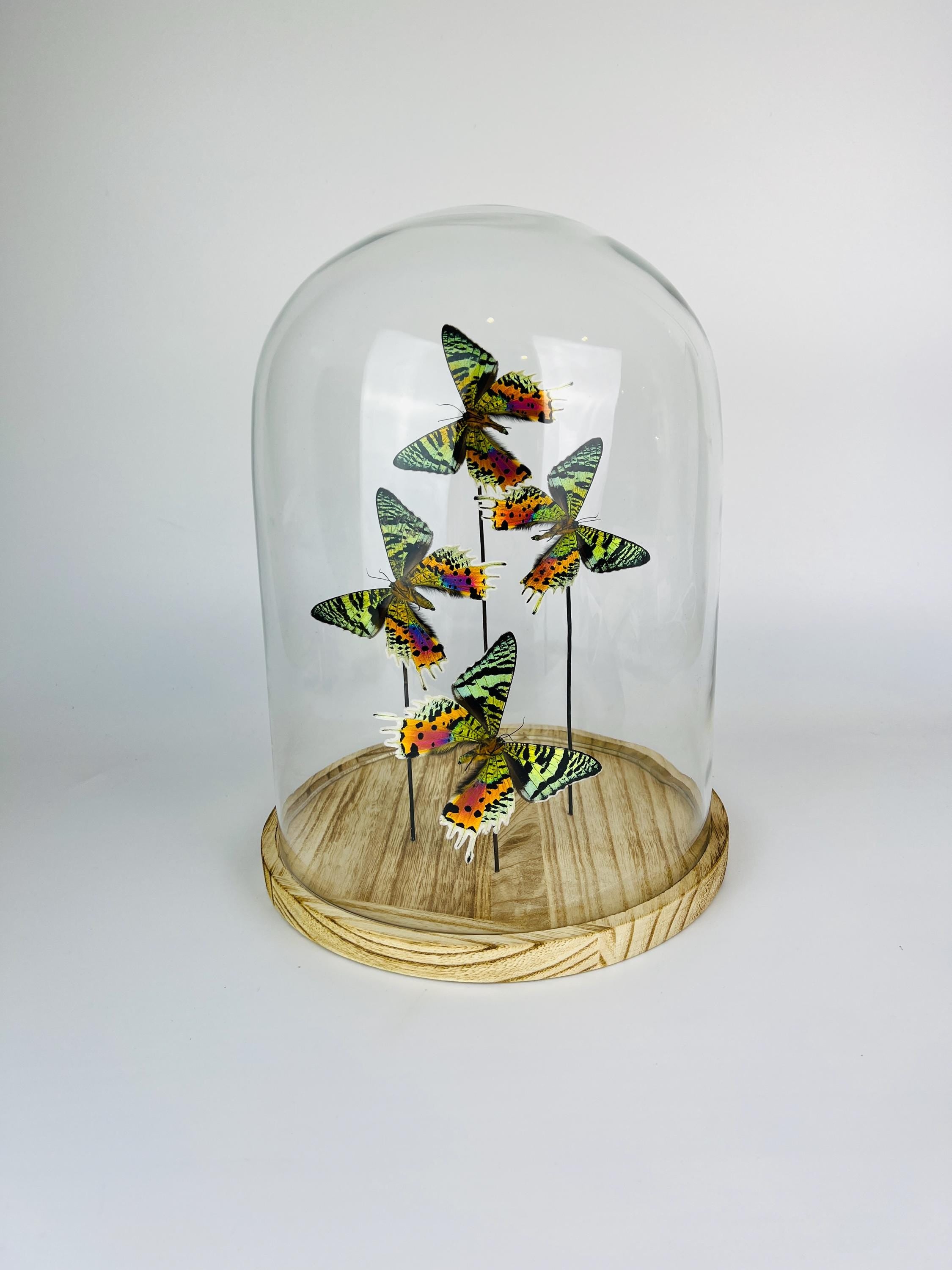 Urania Ripheus (Rückseite) in einer Glasglocke