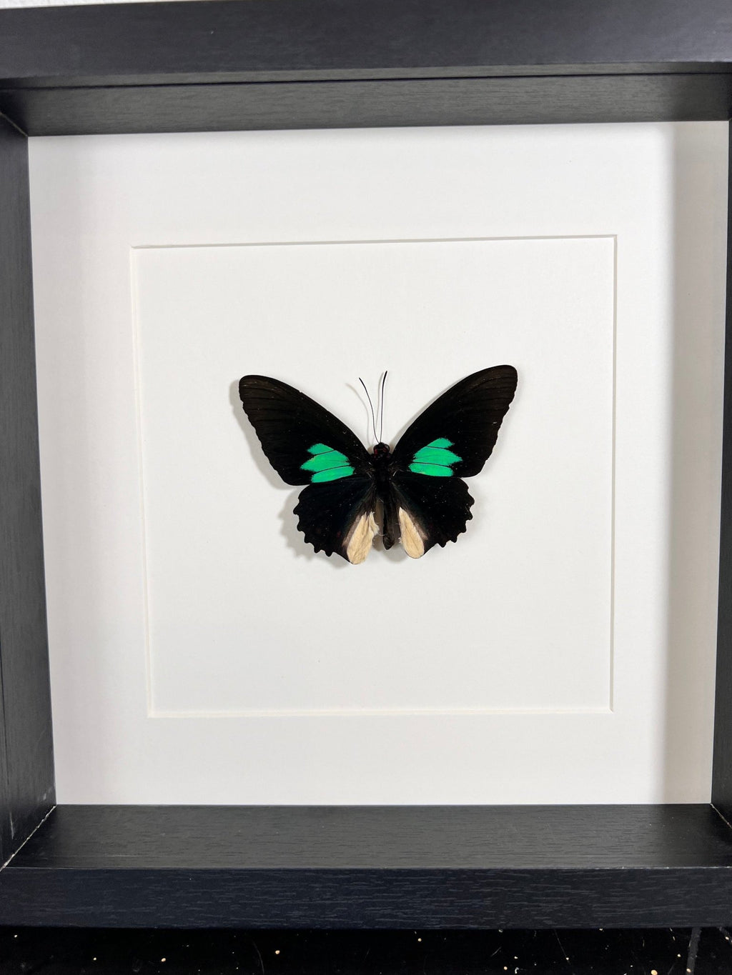 Parides in einem Rahmen von KEY LIME STORE