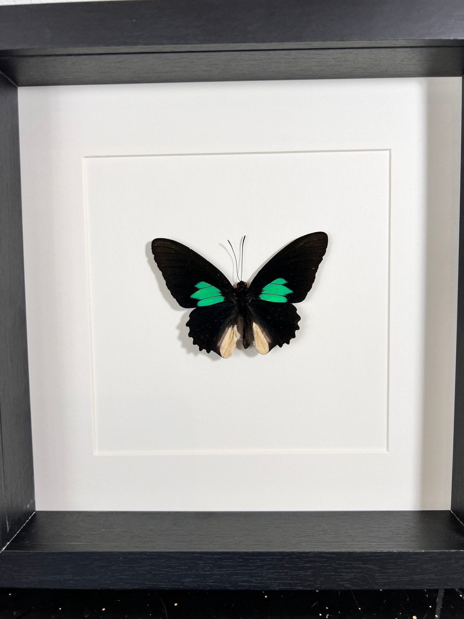 Parides in einem Rahmen von KEY LIME STORE