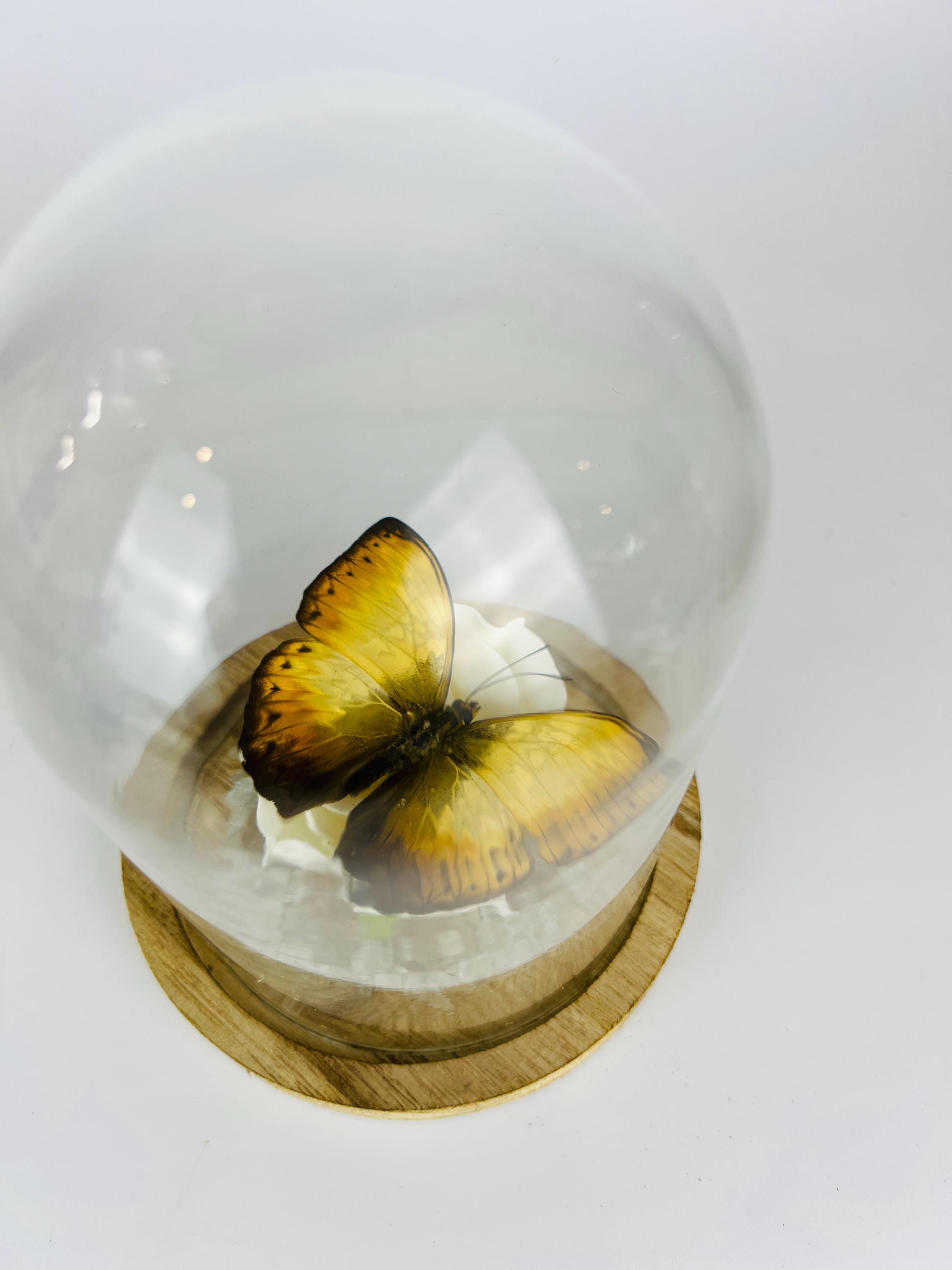 Cymothoe op faux roos met glazen steentjes in stolp