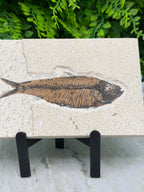 a fossilized fish preserved in rock, with a detailed and realistic depiction of the fish's scales and fins.