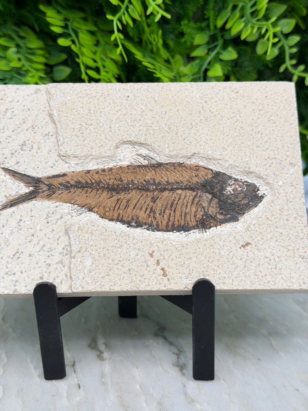 a fossilized fish preserved in rock, with a detailed and realistic depiction of the fish's scales and fins.