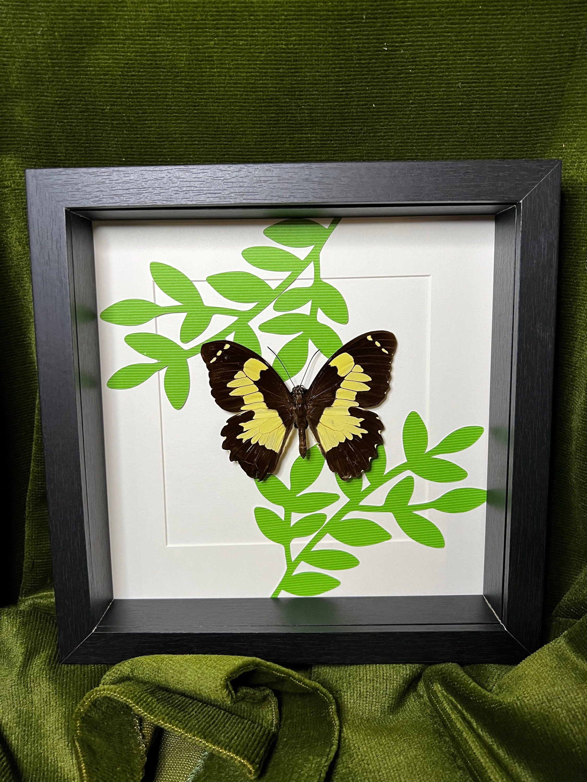 Papilio Euchenor op print in lijst