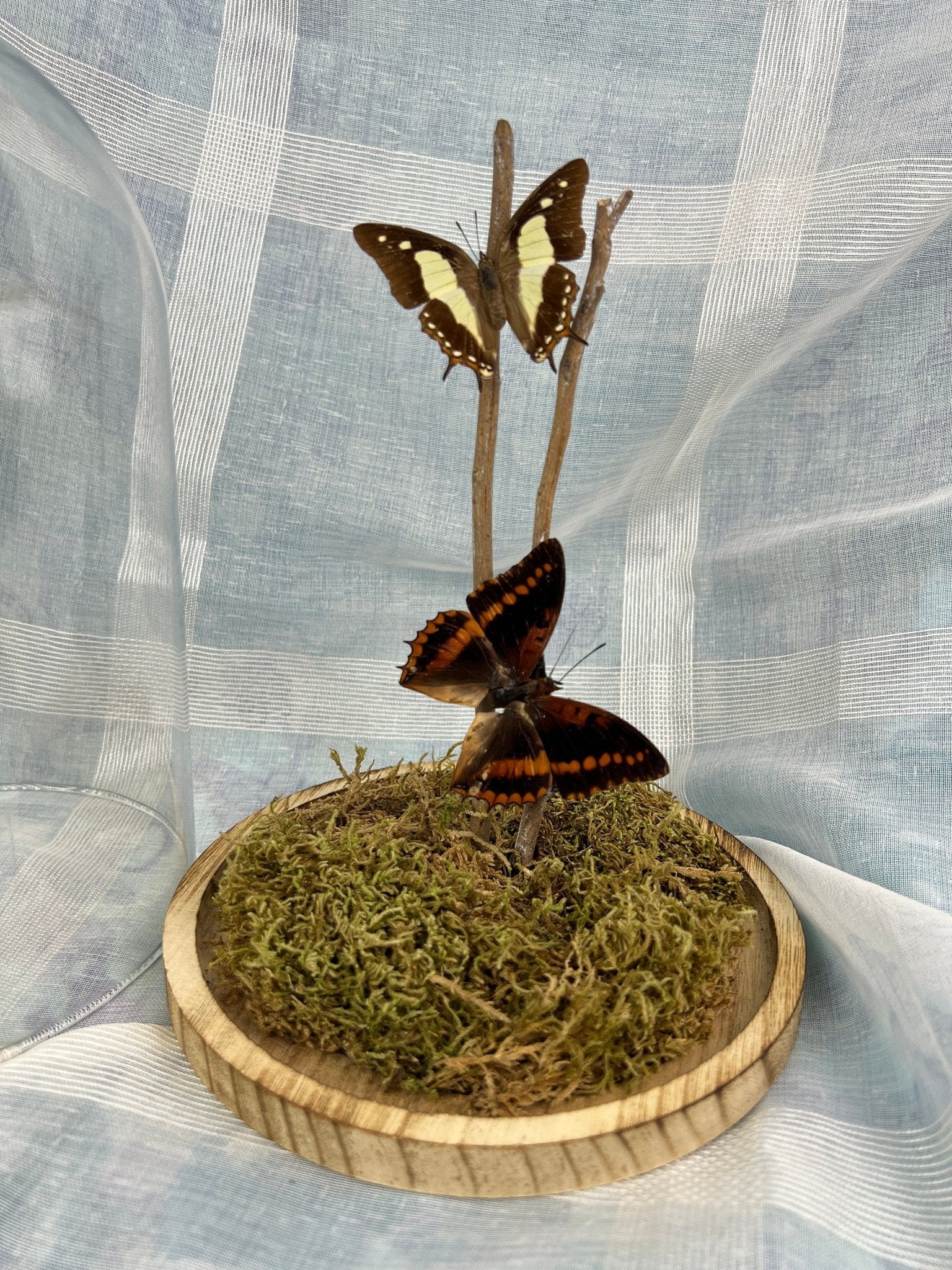 Charaxes Lucretius und Polyura Athama in einer Glasglocke von KEY LIME STORE
