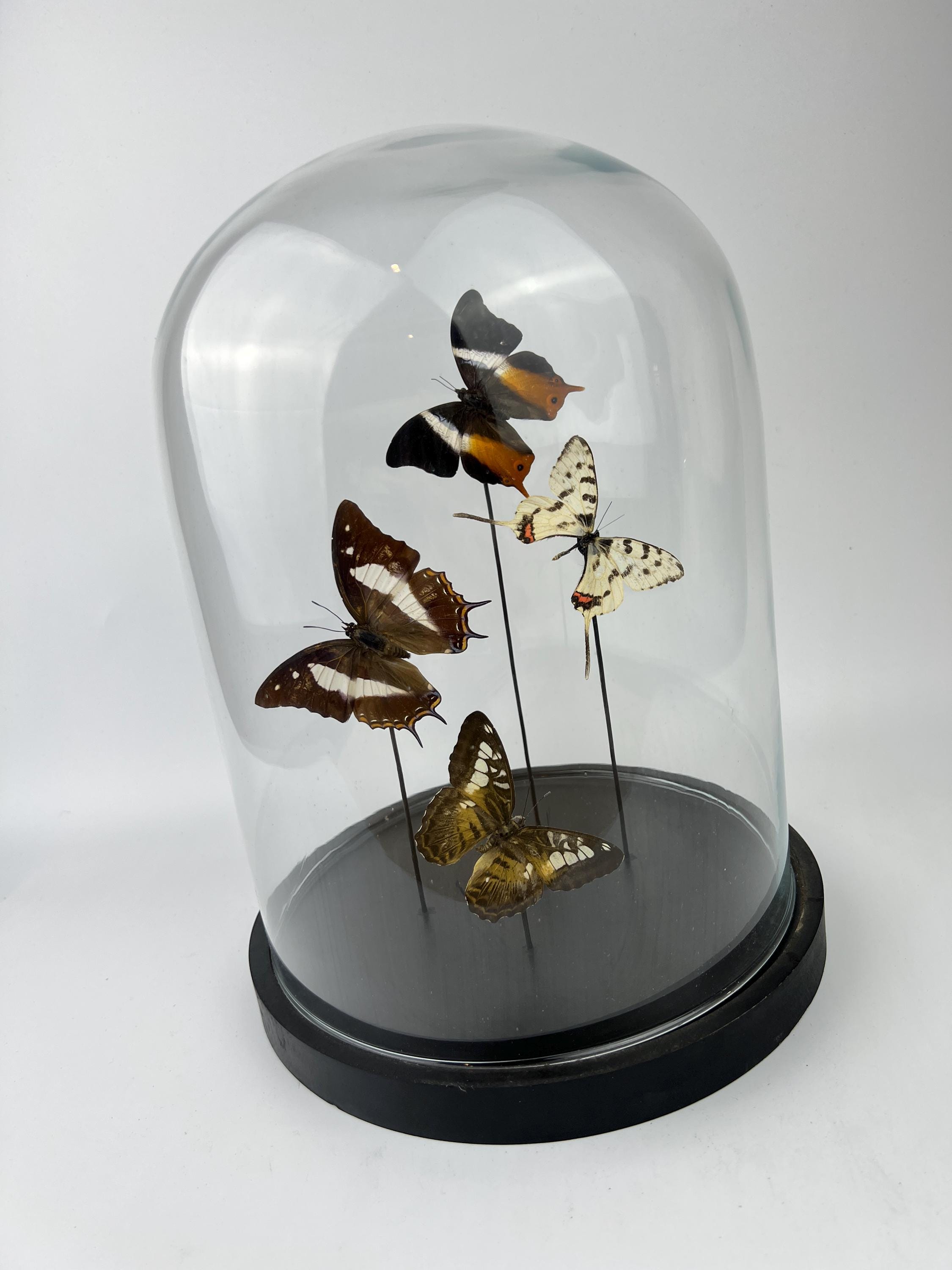 Mix vlinders in stolp