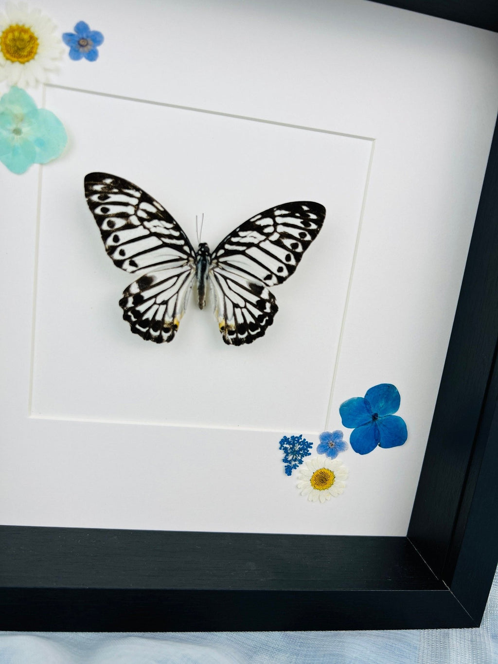 Graphium delesserti und Trockenblumen im Rahmen von KEY LIME STORE