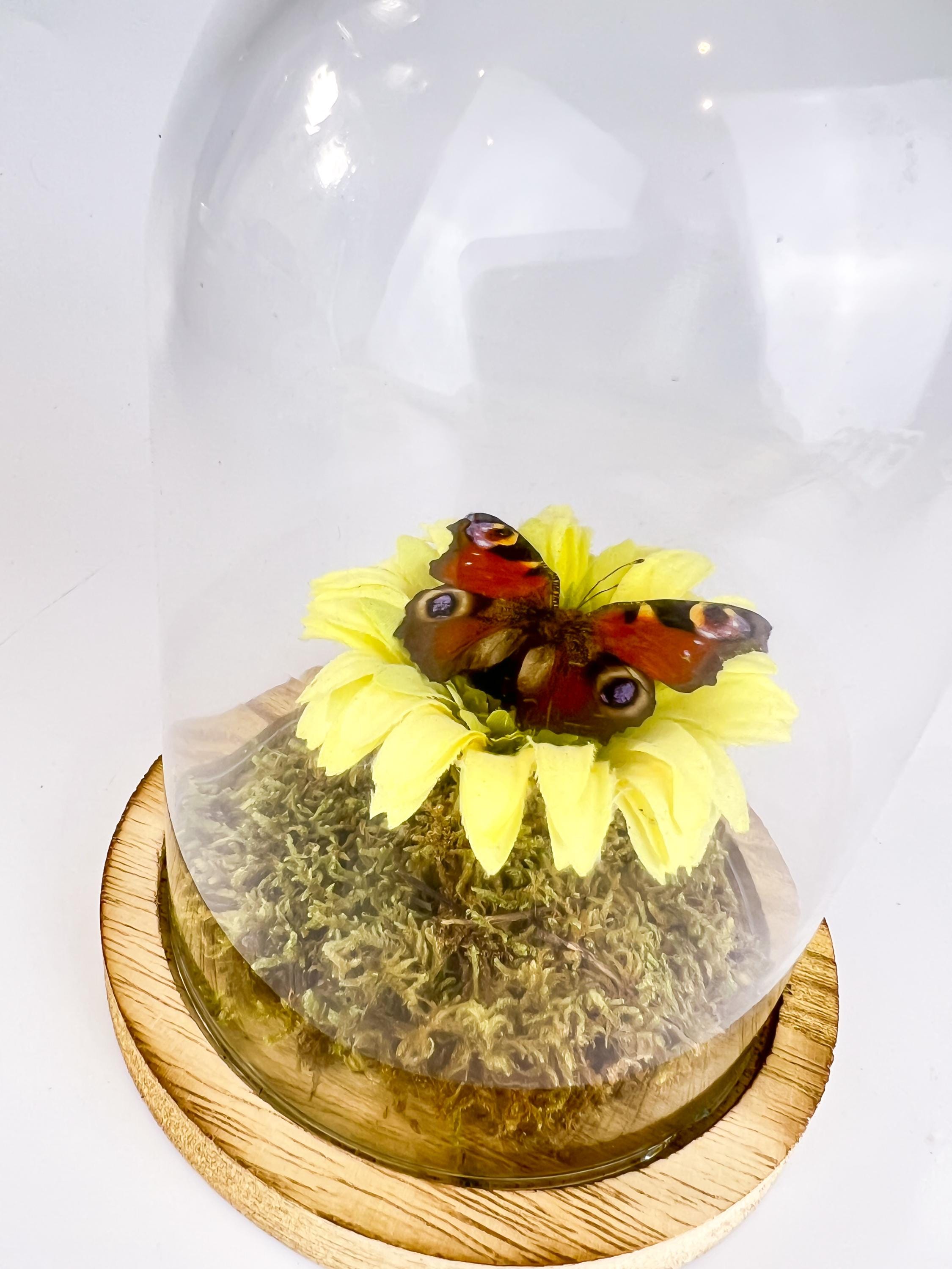 Echte vlinder | Aglais Io op een faux gele boem op echt mos in stolp (17x13cm)