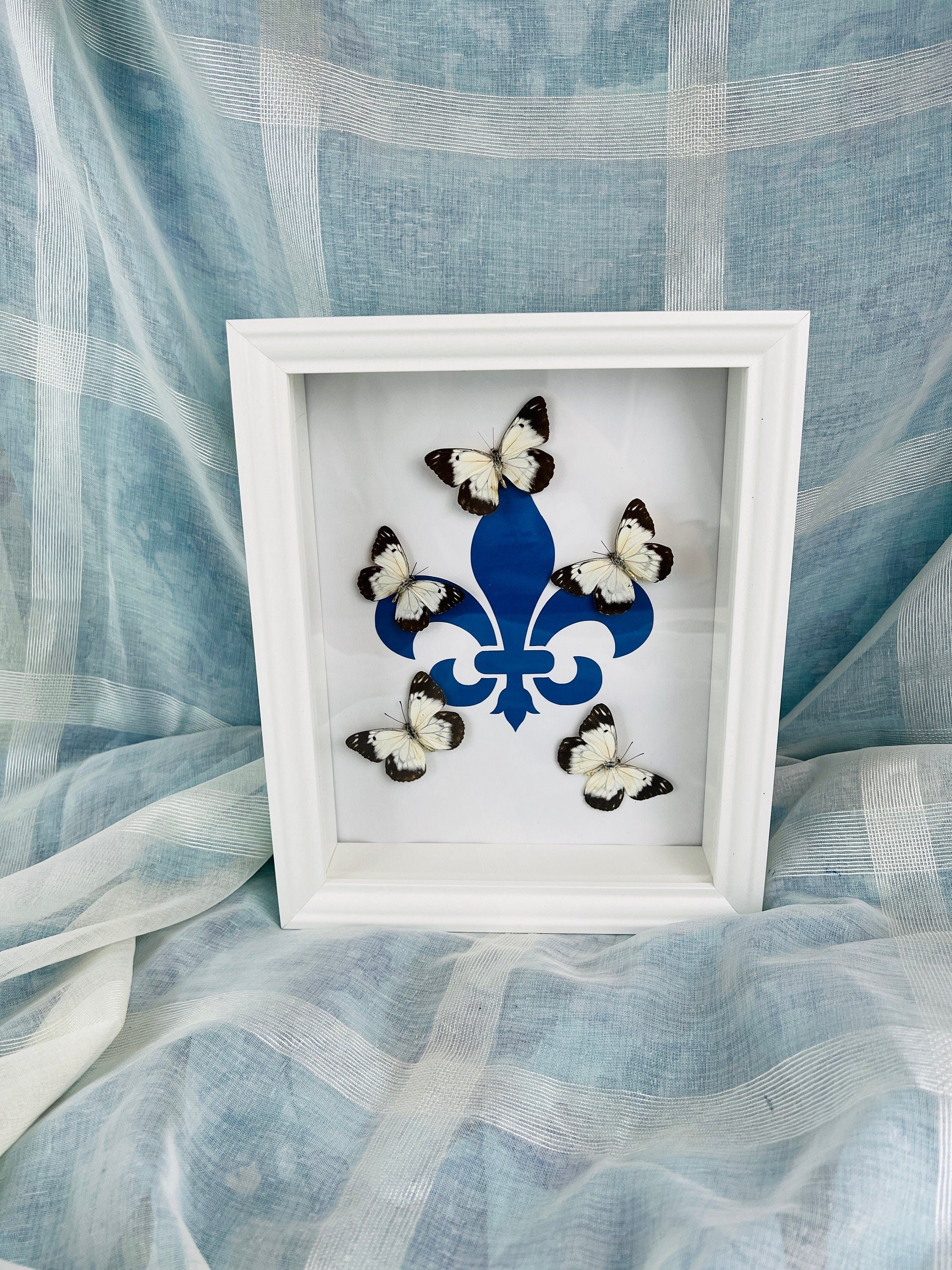 Echte vlinders | Belenois op Fleur de Lis print in lijst (28x23cm)