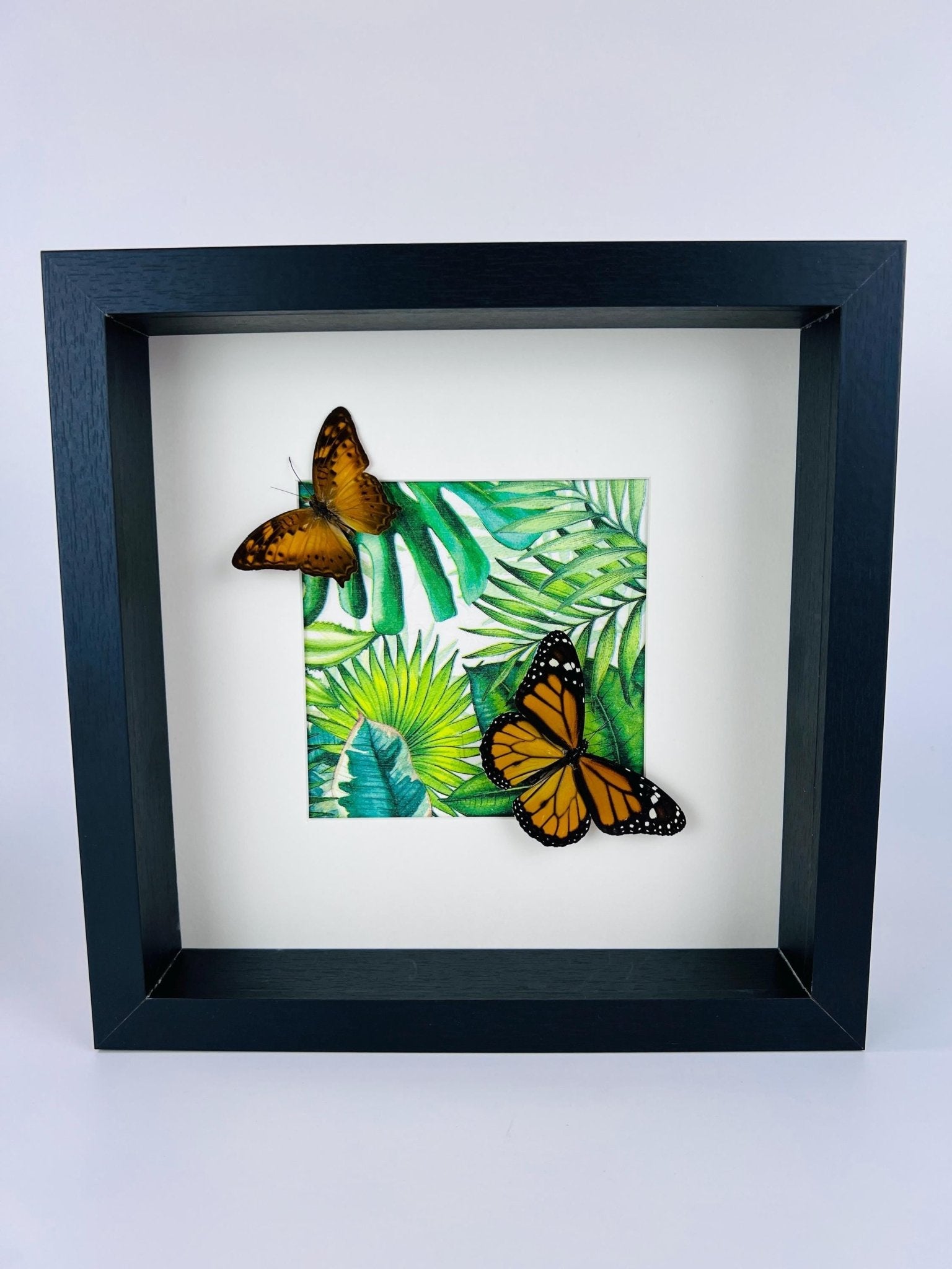 Vagrans Egista en Danaus Plexippus in lijst by KEY LIME STORE