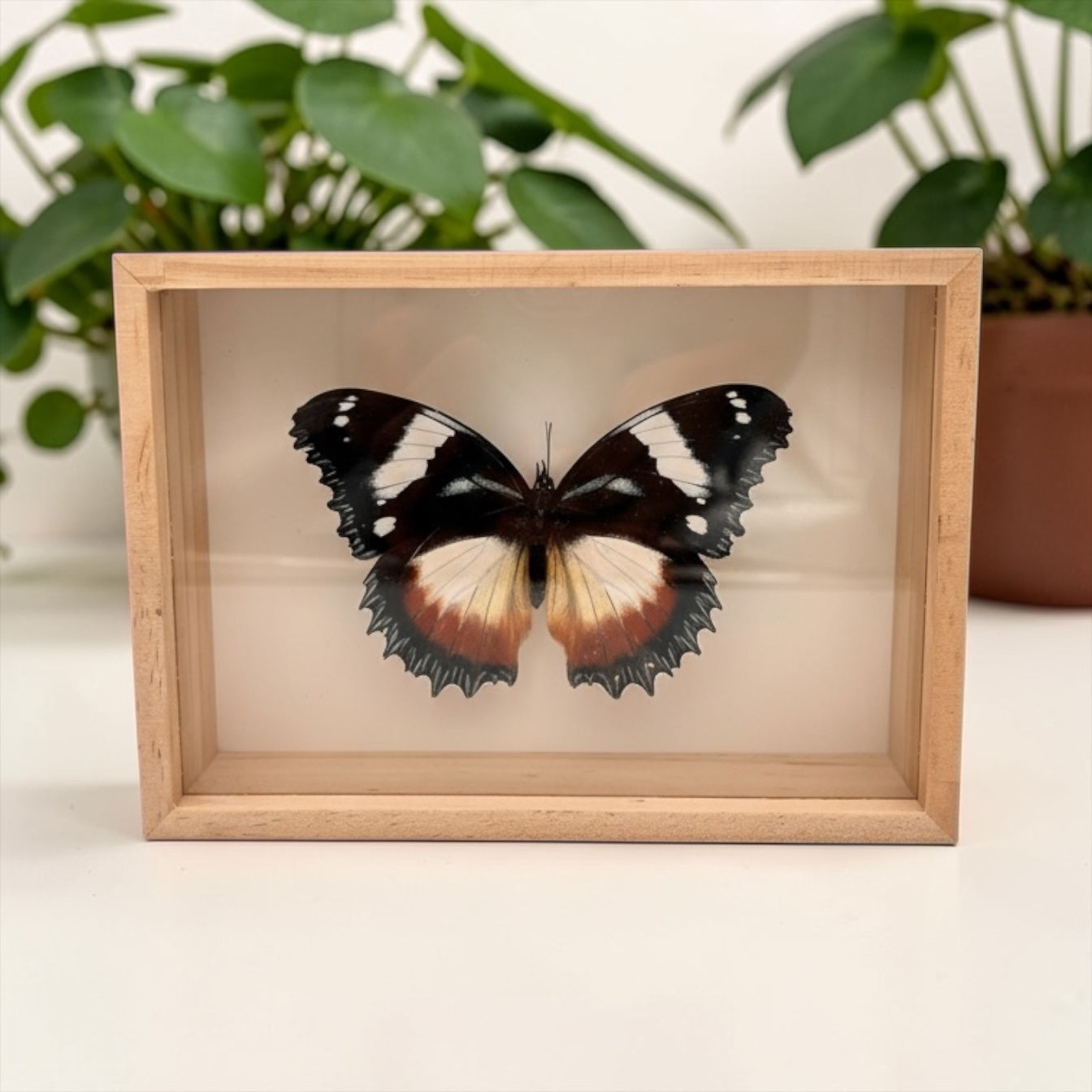 Hypolimnas Dexithea in lijst