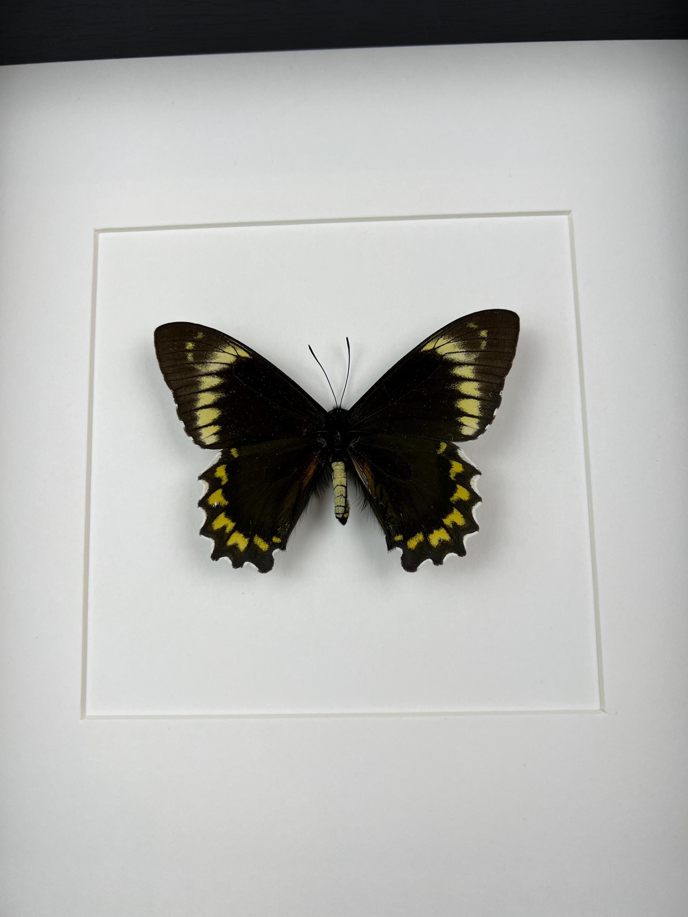 Battus Madyes Chlorodamas in lijst