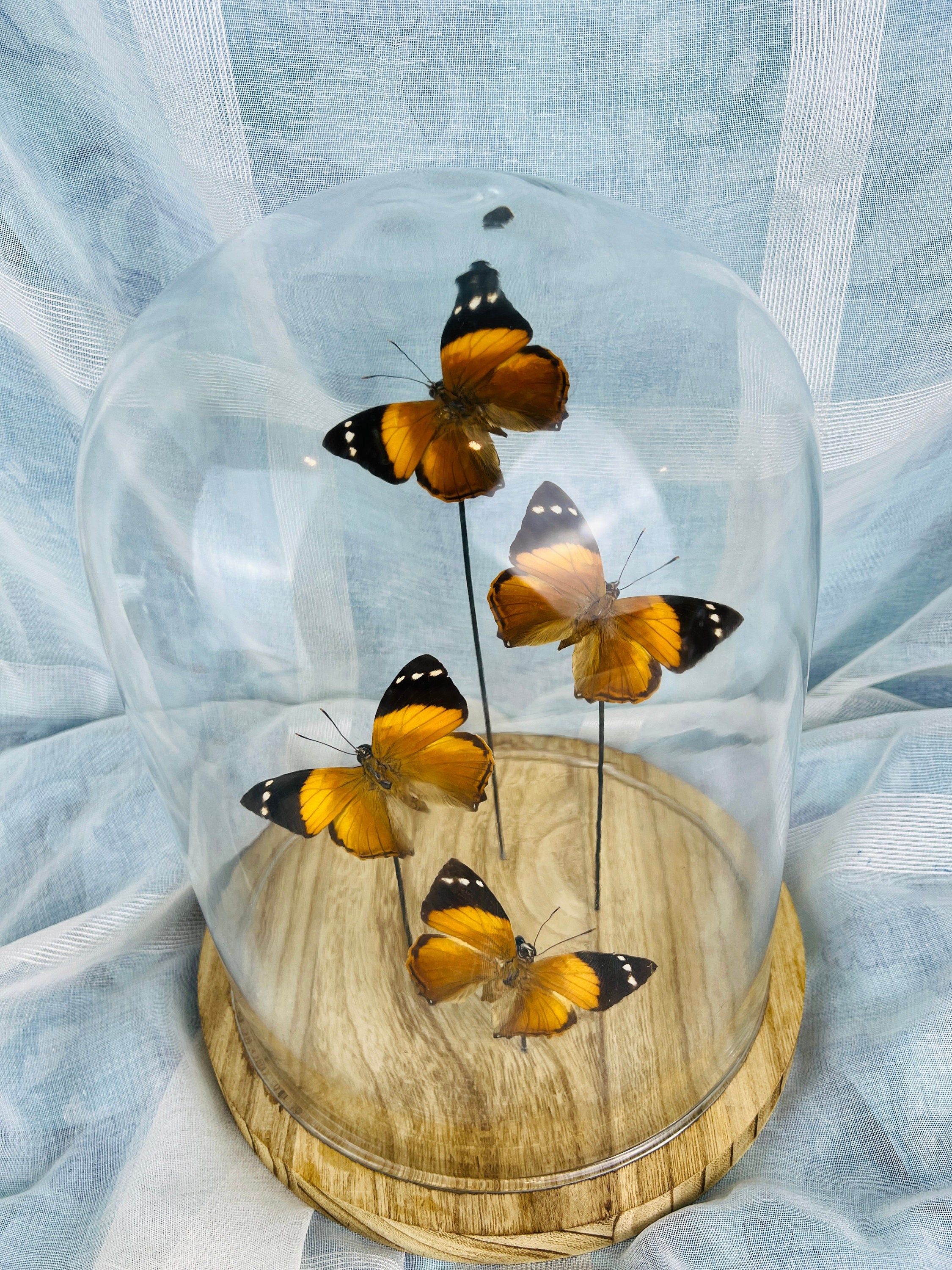 Smyrna Blomfieldia in stolp