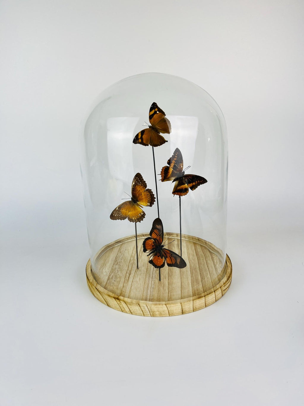 Doleschallia bisaltide, Charaxes cynthia, Cethosia biblis und Pseudacraea clarkii im Glas von KEY LIME STORE