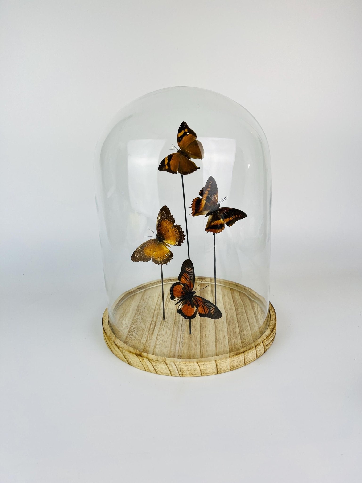 Doleschallia bisaltide, Charaxes cynthia, Cethosia biblis und Pseudacraea clarkii im Glas von KEY LIME STORE