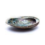 Groene abalone smudge schelp Haliotis Fulgens (±12-16cm)