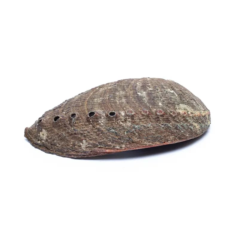 Groene abalone smudge schelp Haliotis Fulgens (±12-16cm)