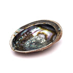 Abalone smudge schelp groene Haliotis Fulgens (±15-17cm)