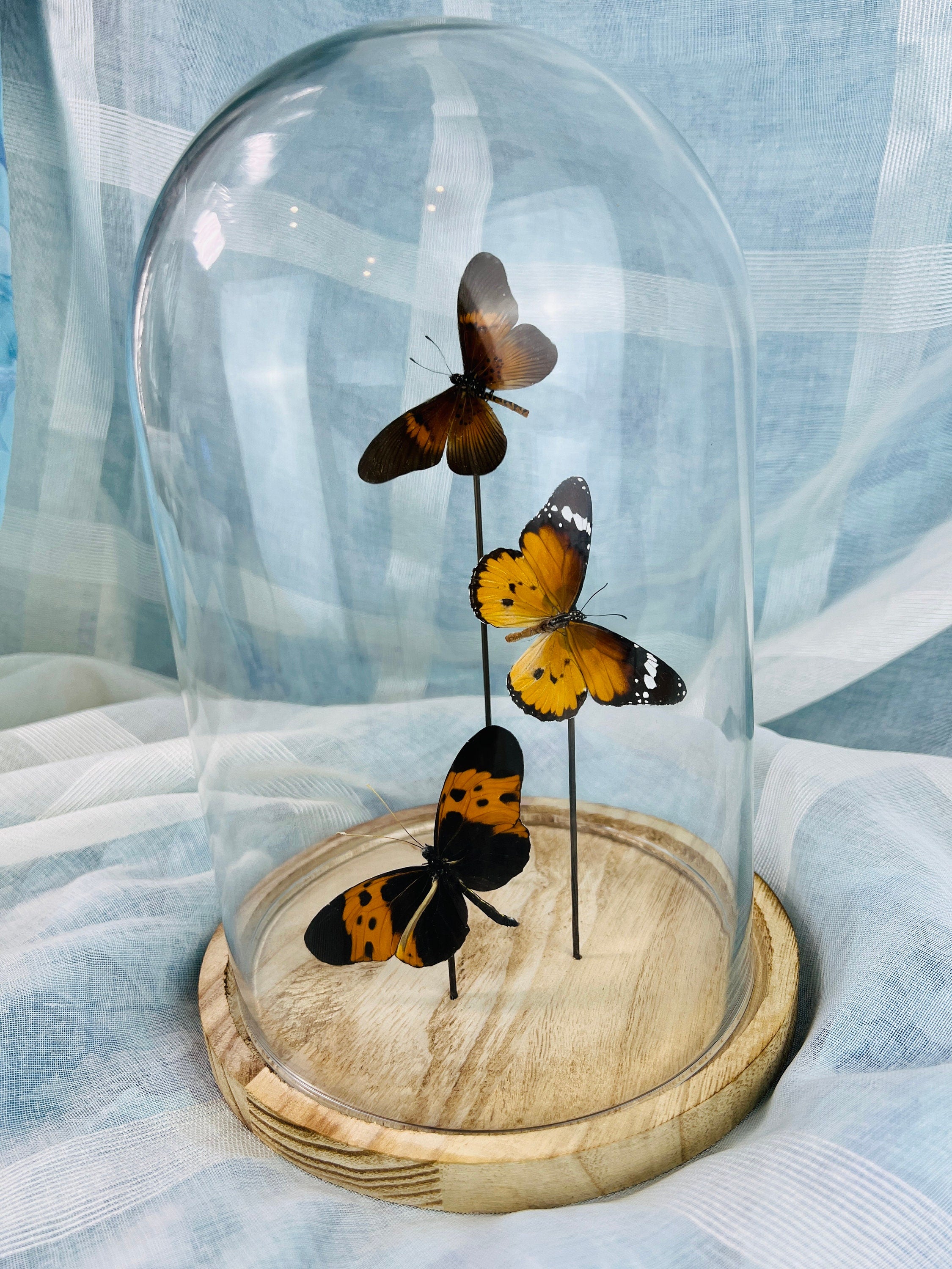 Actinote, Danaus chrysippus und Melinaea in einer Glasglocke