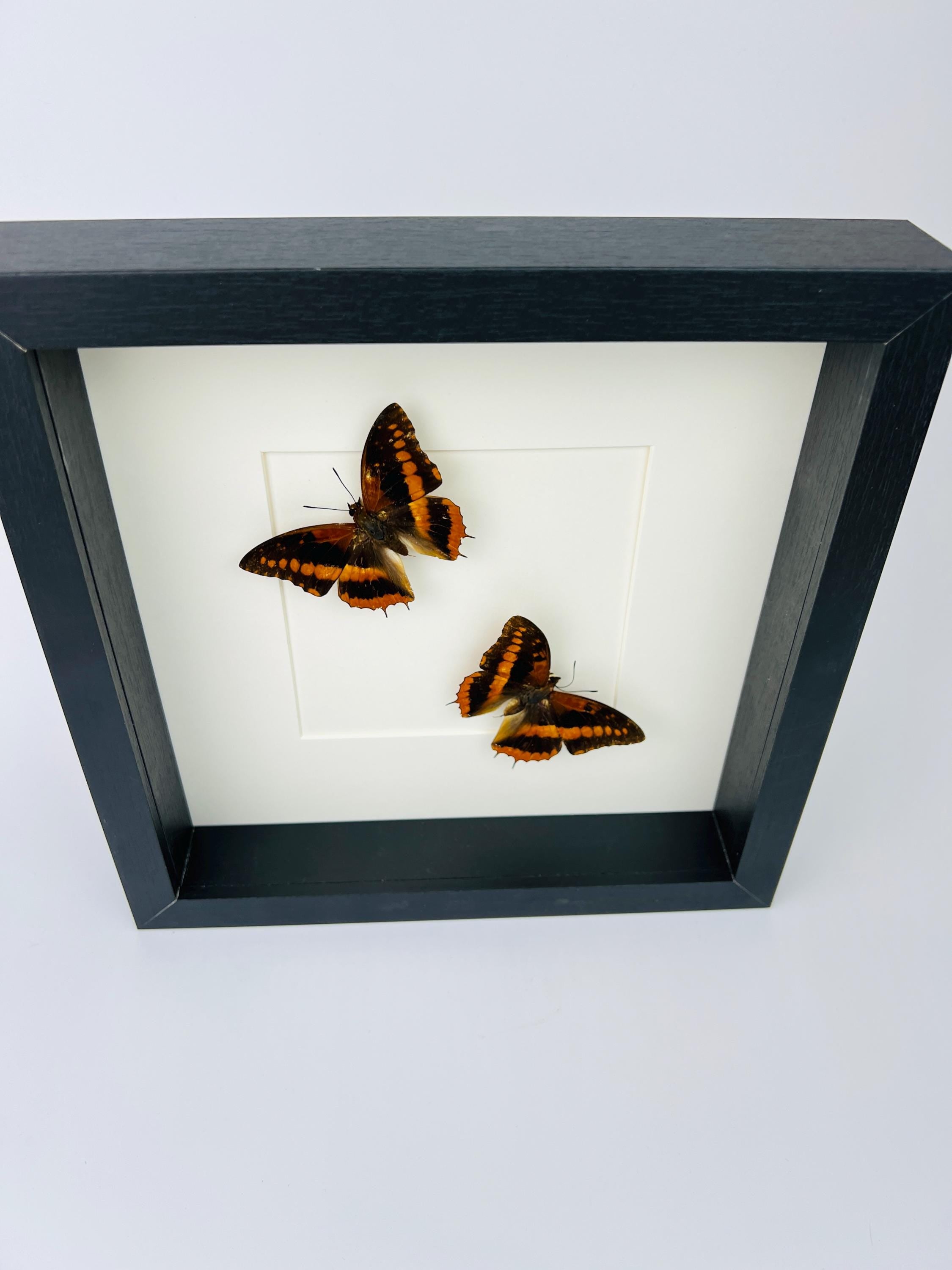 Charaxes Lucretia in einem Rahmen