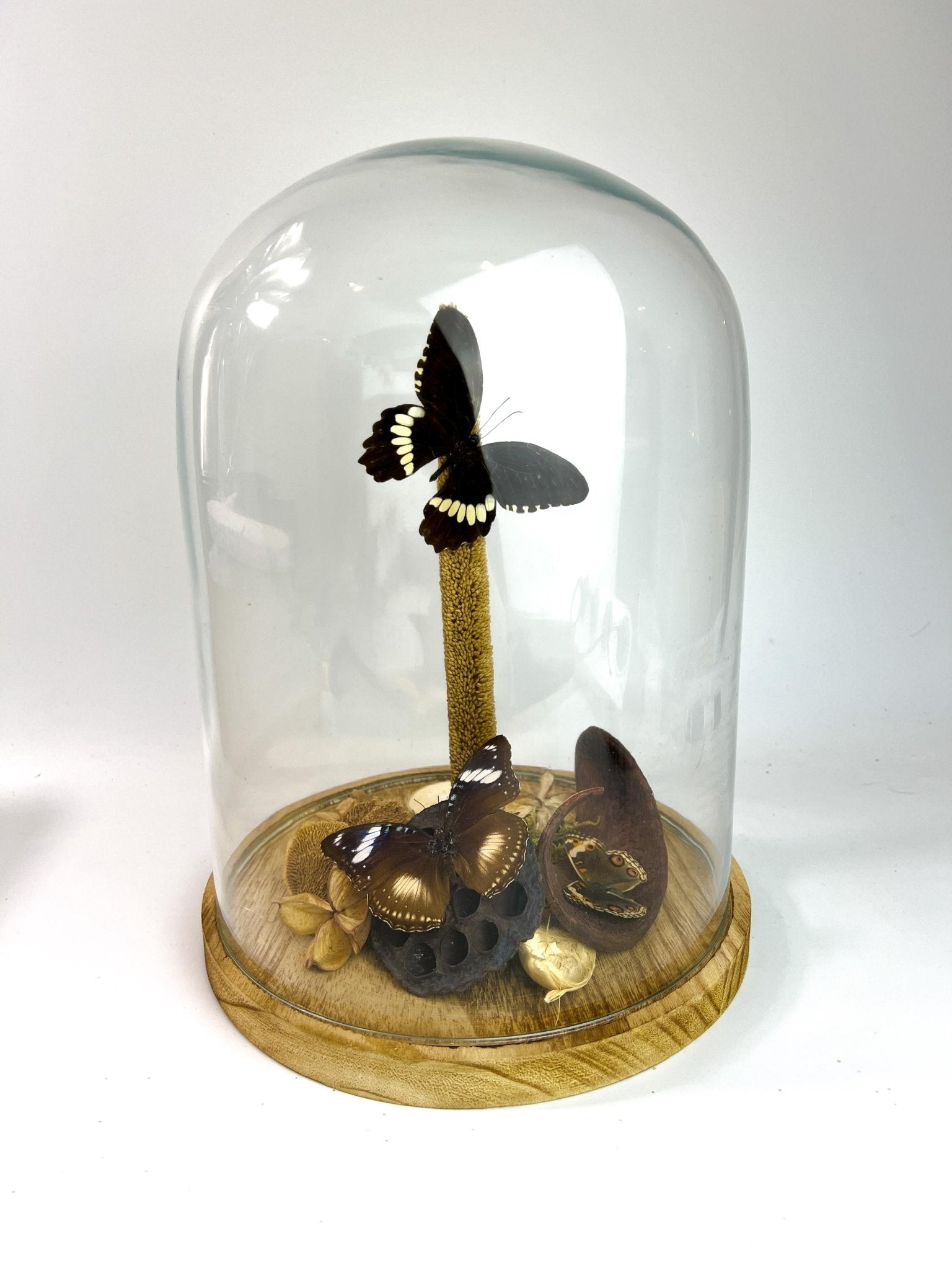 Papilio Polytes, Hypolimnas Bolina und Junonia Coenia in einer Glasglocke von KEY LIME STORE