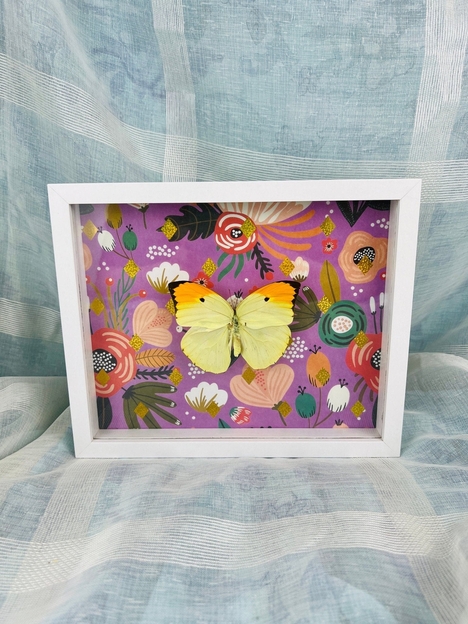 Anteos Menippe, reproduction encadrée par KEY LIME STORE