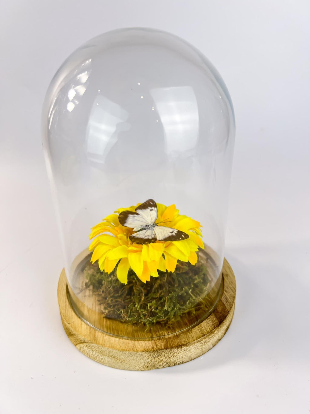 Belenois Java und Stoffblume in einer Glasglocke von KEY LIME STORE